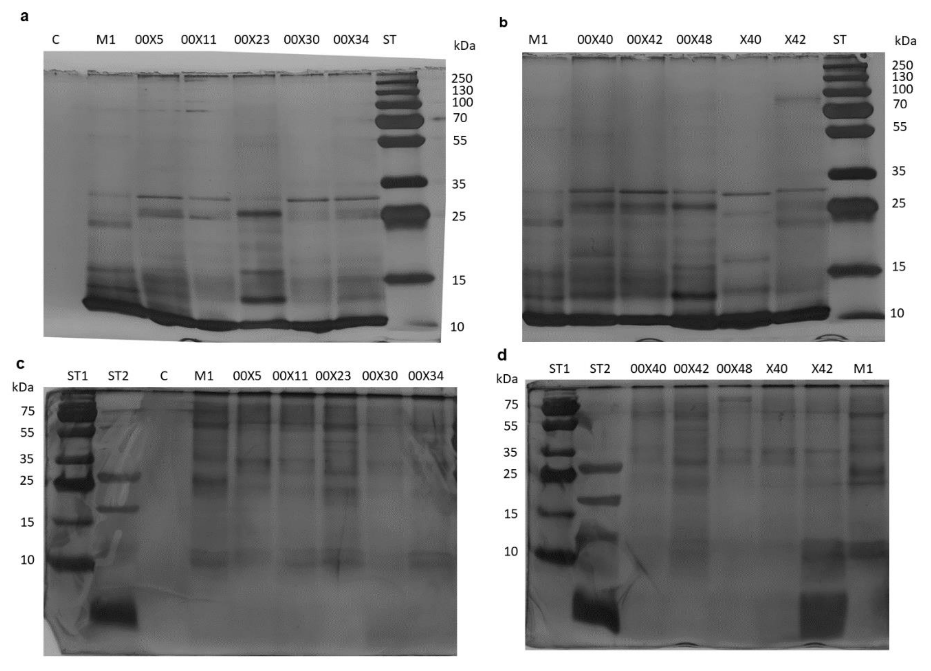 Microorganisms 08 01472 g003