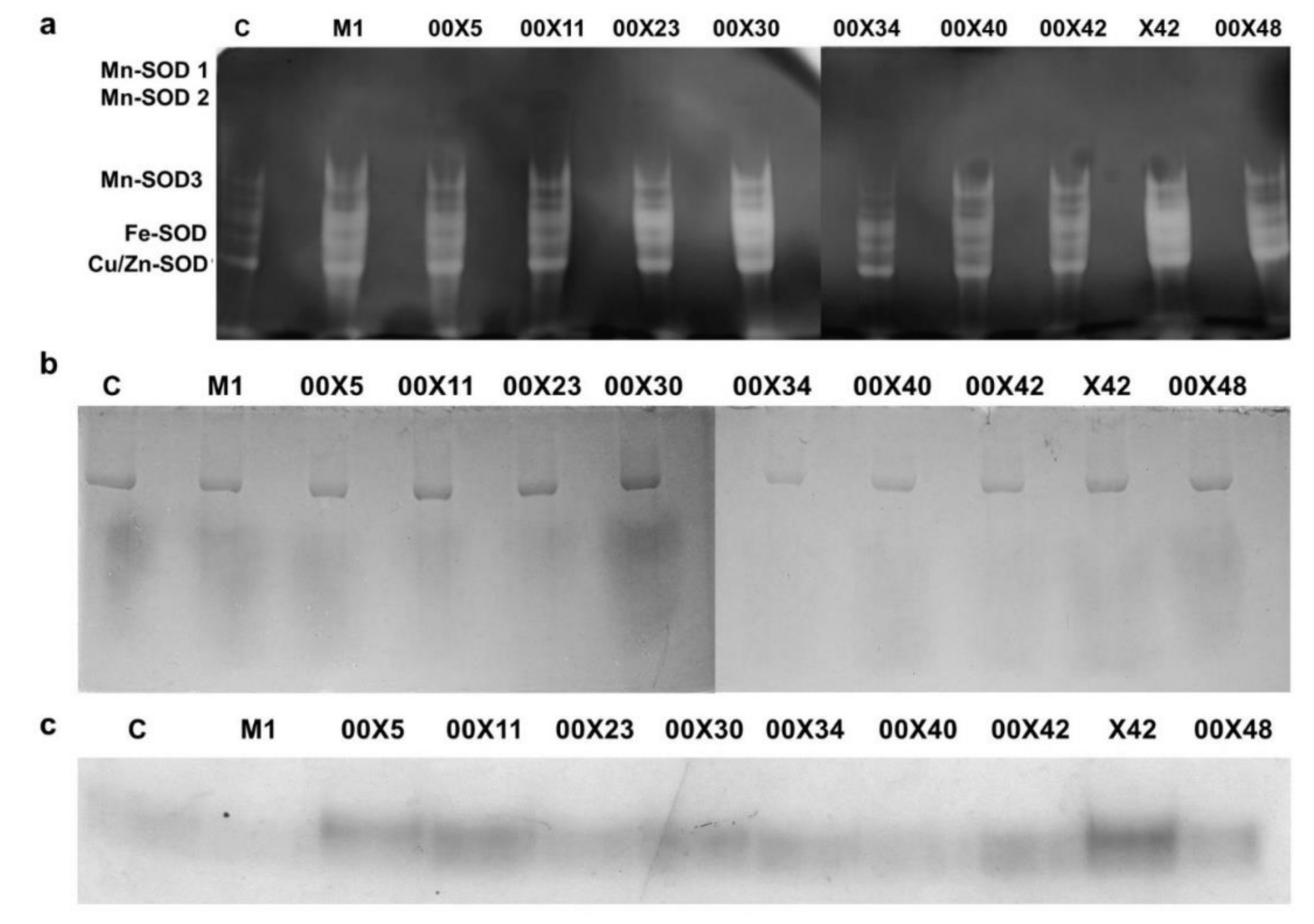 Microorganisms 08 01472 g009
