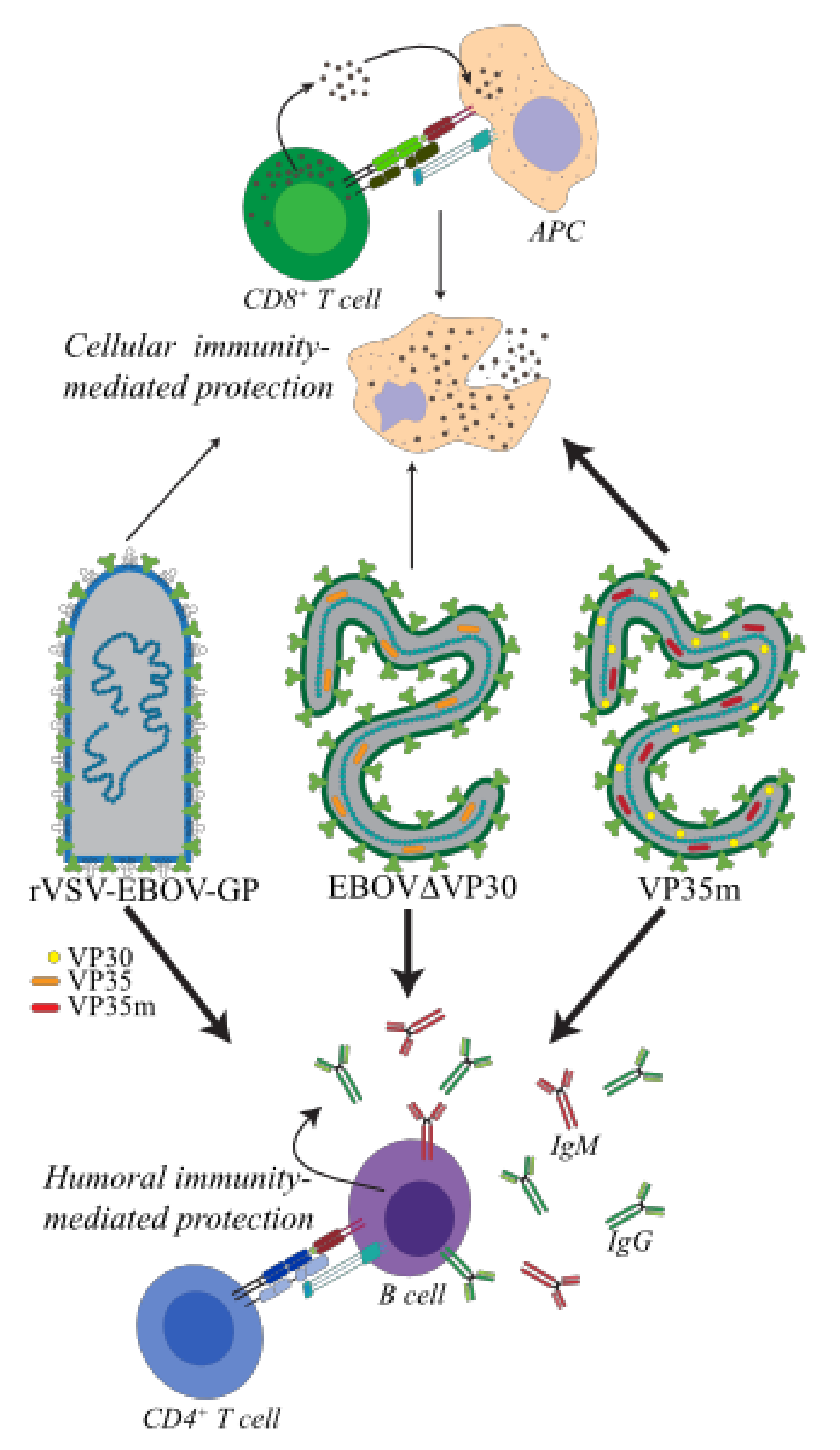 Microorganisms 08 01473 g003 Microorganisms 08 01473 g003