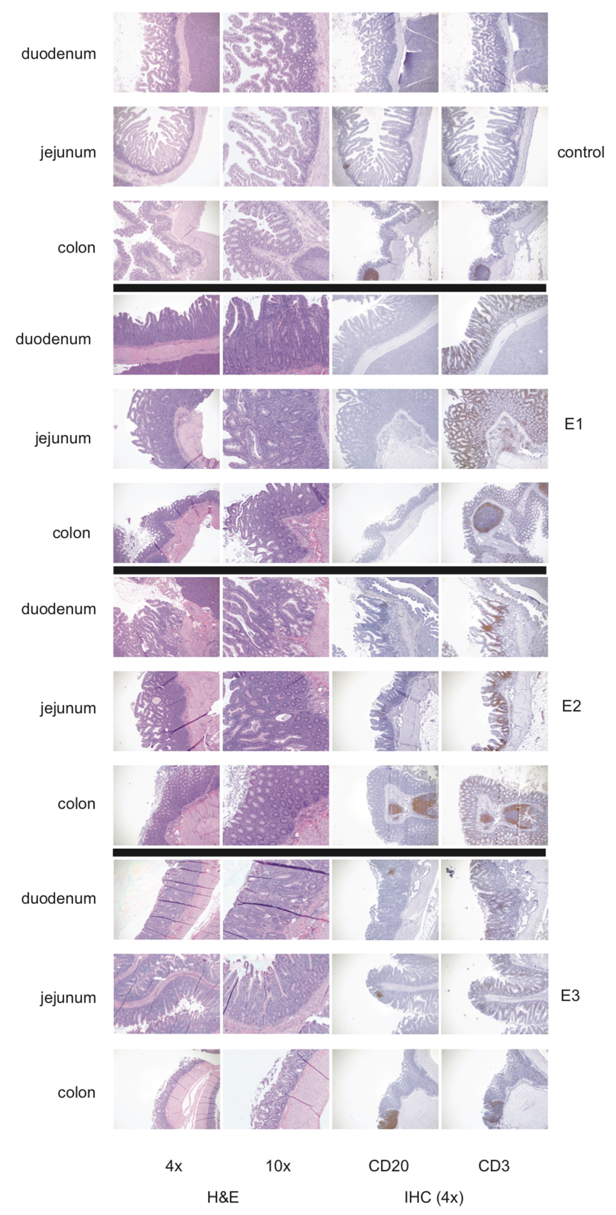 Microorganisms 08 01509 g005