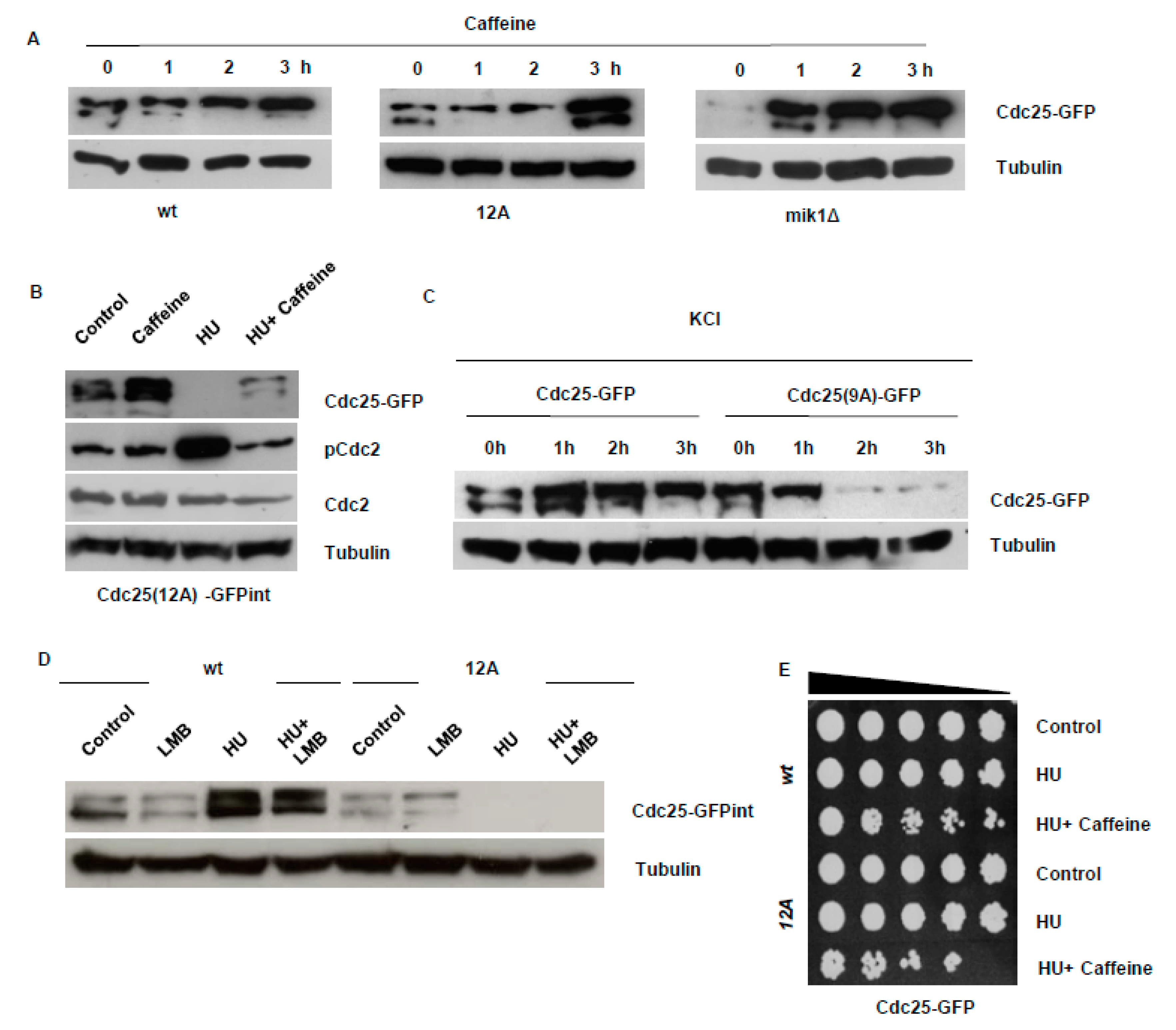 Microorganisms 08 01512 g001