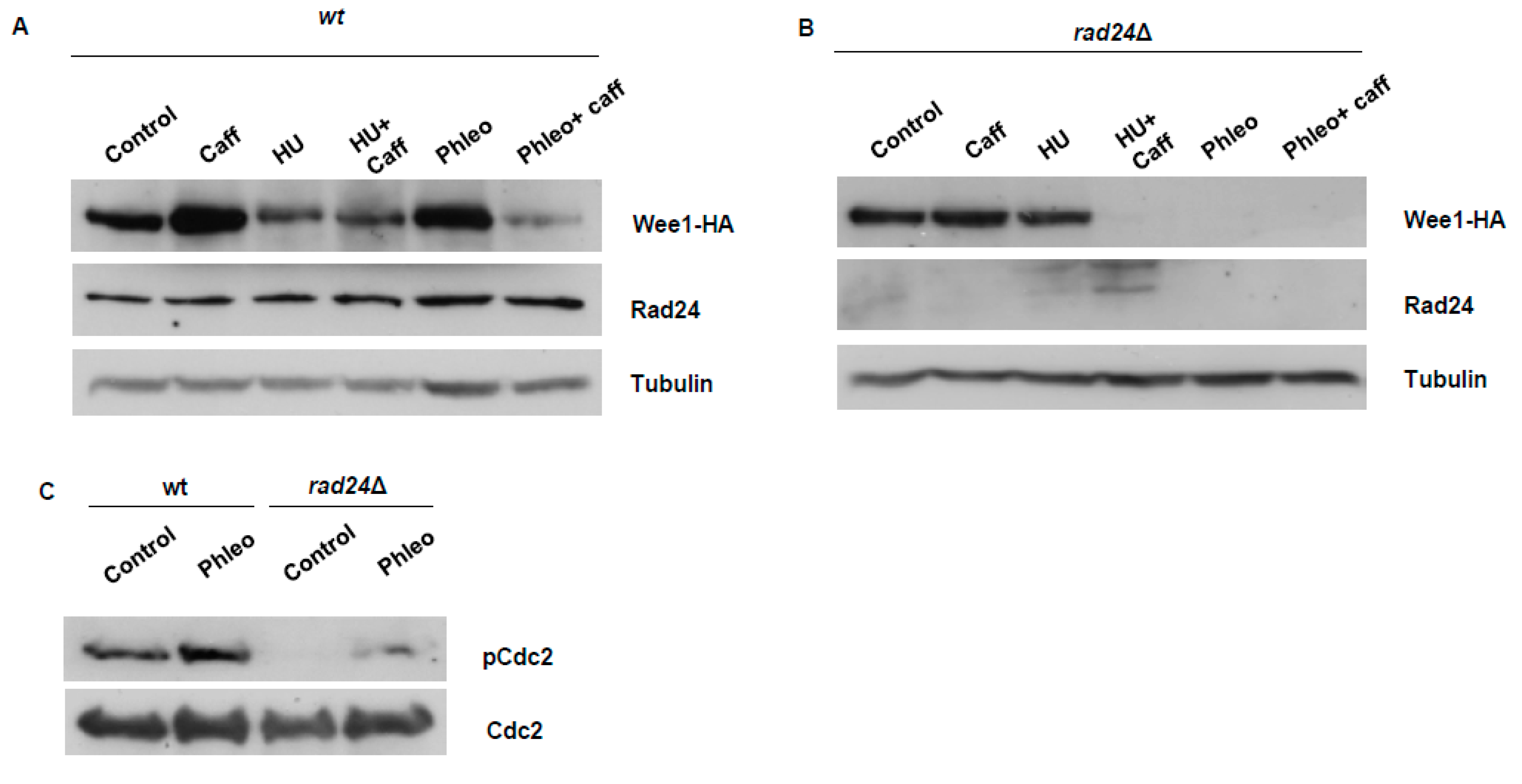 Microorganisms 08 01512 g003