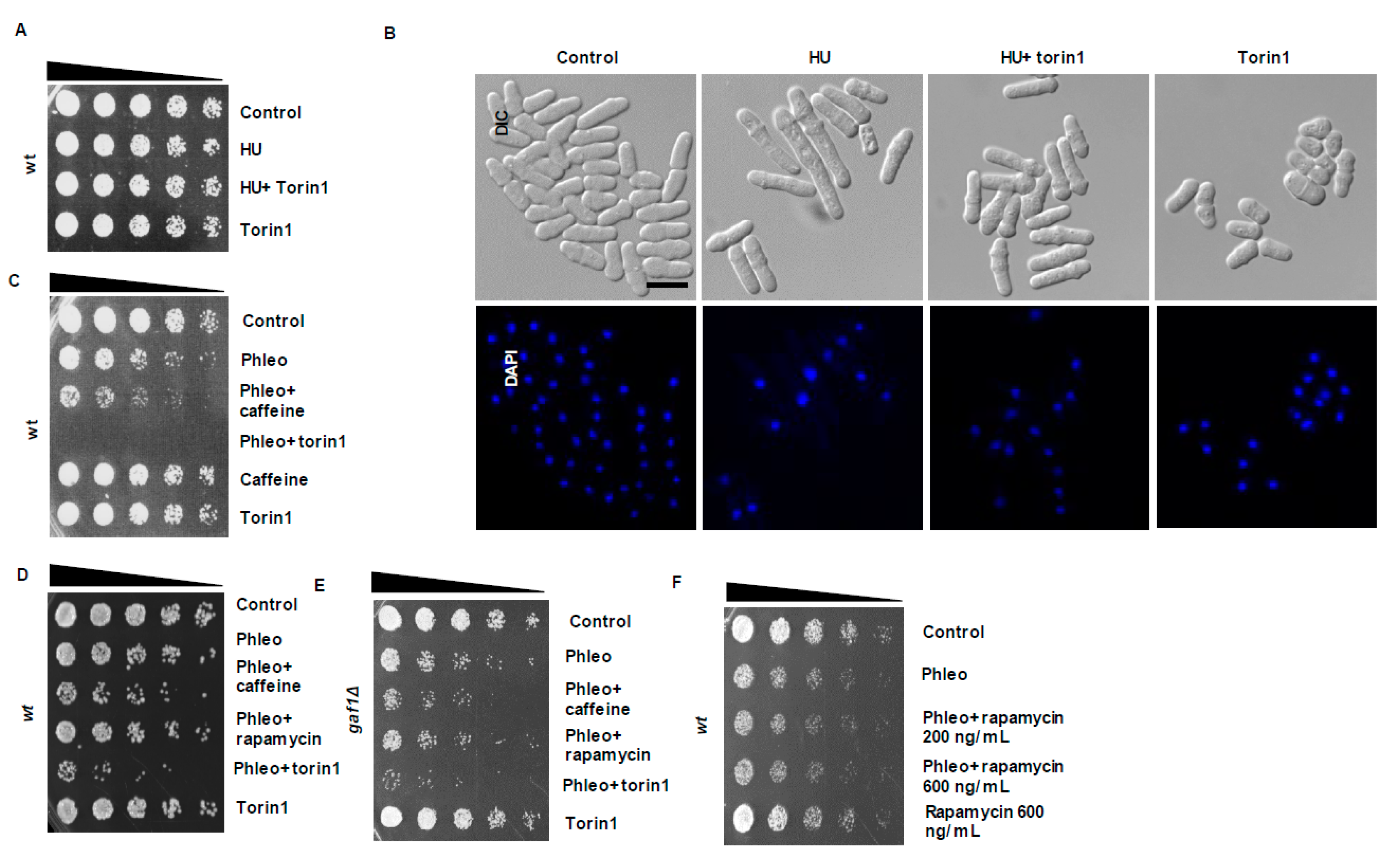 Microorganisms 08 01512 g005