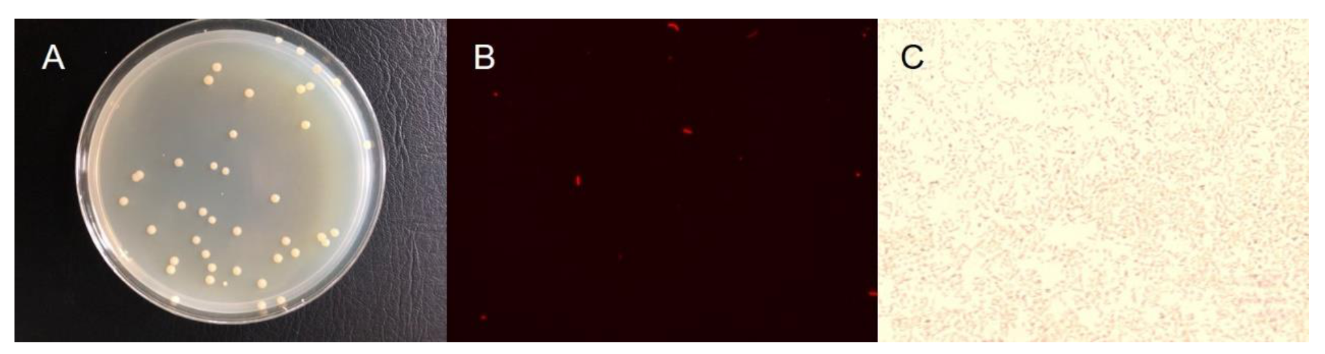 Microorganisms 08 01529 g001