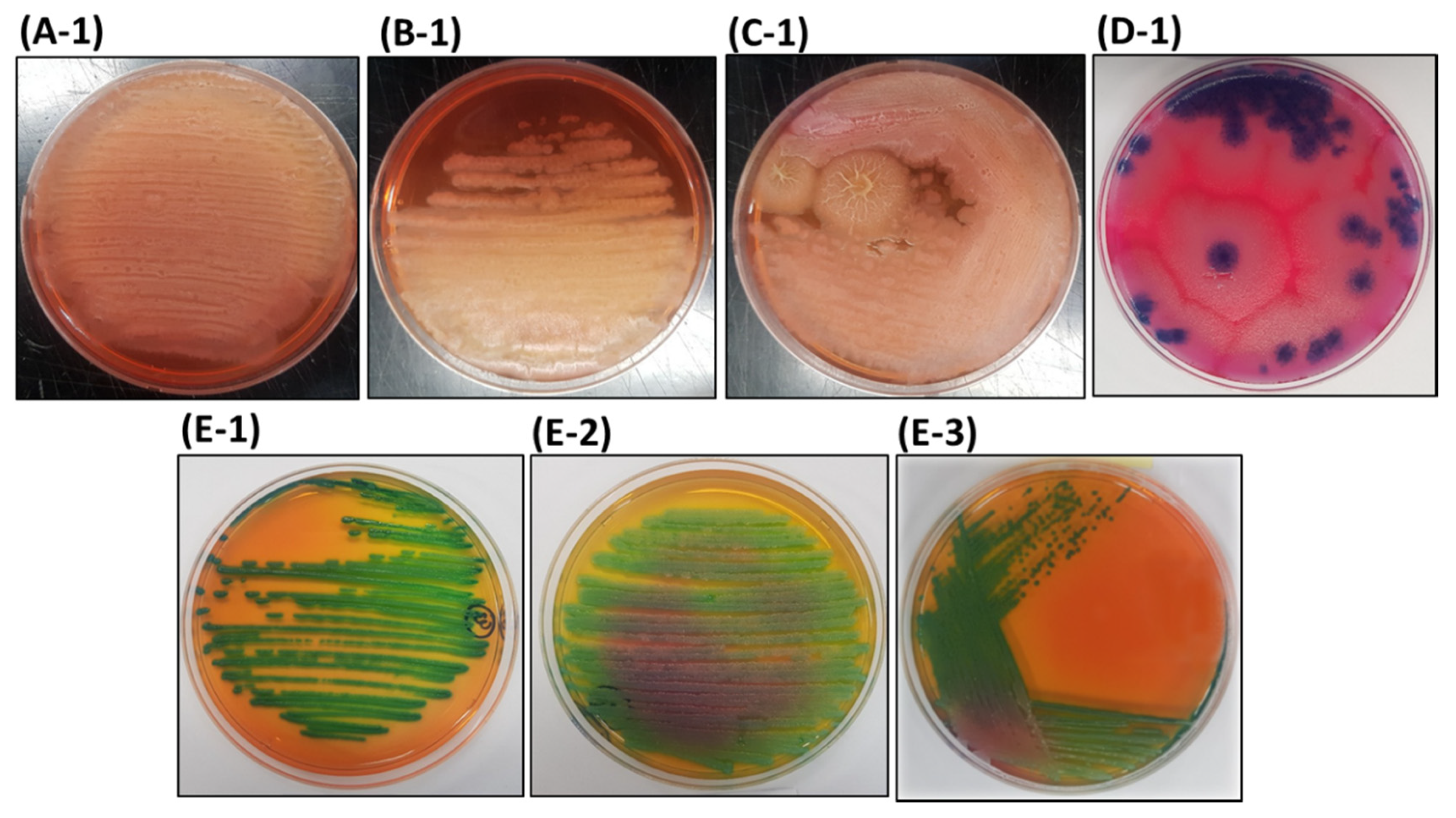 Microorganisms 08 01568 g002
