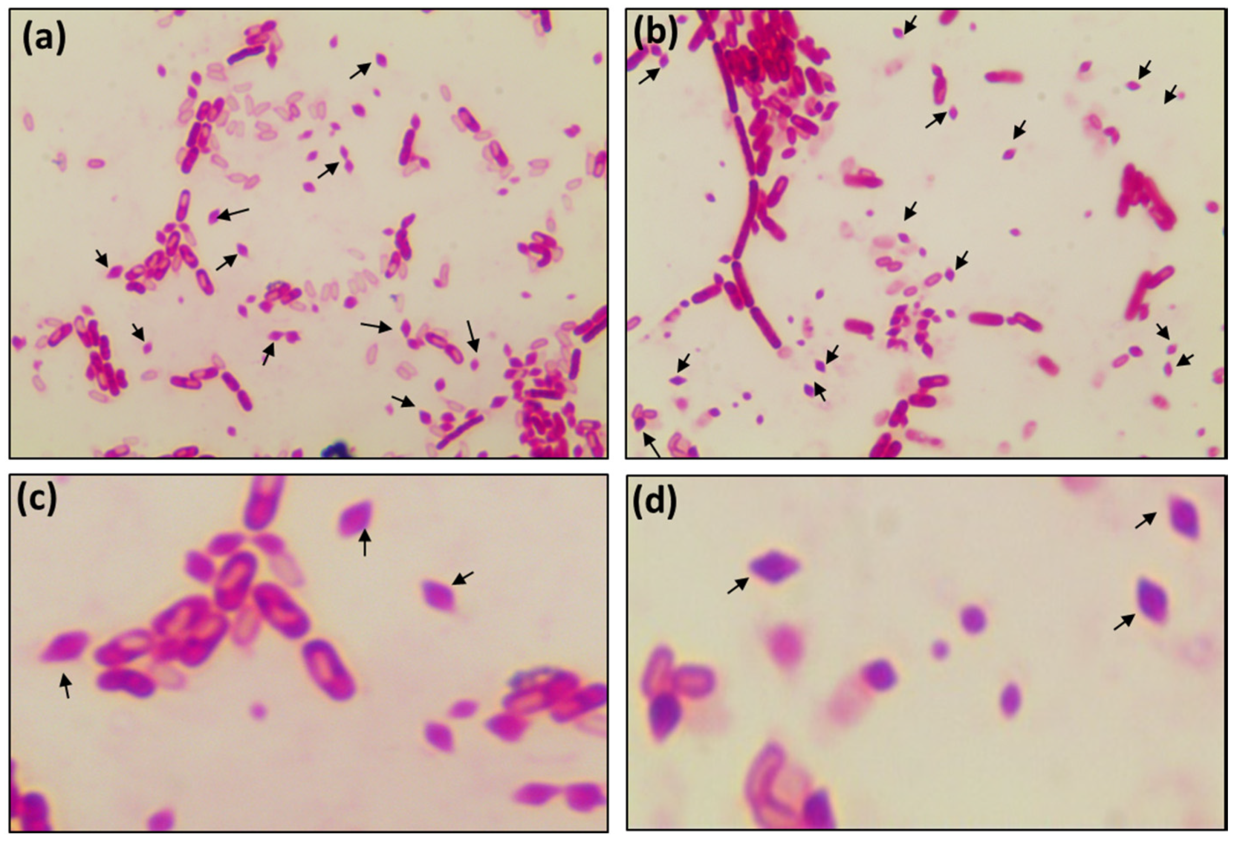 Microorganisms 08 01568 g006