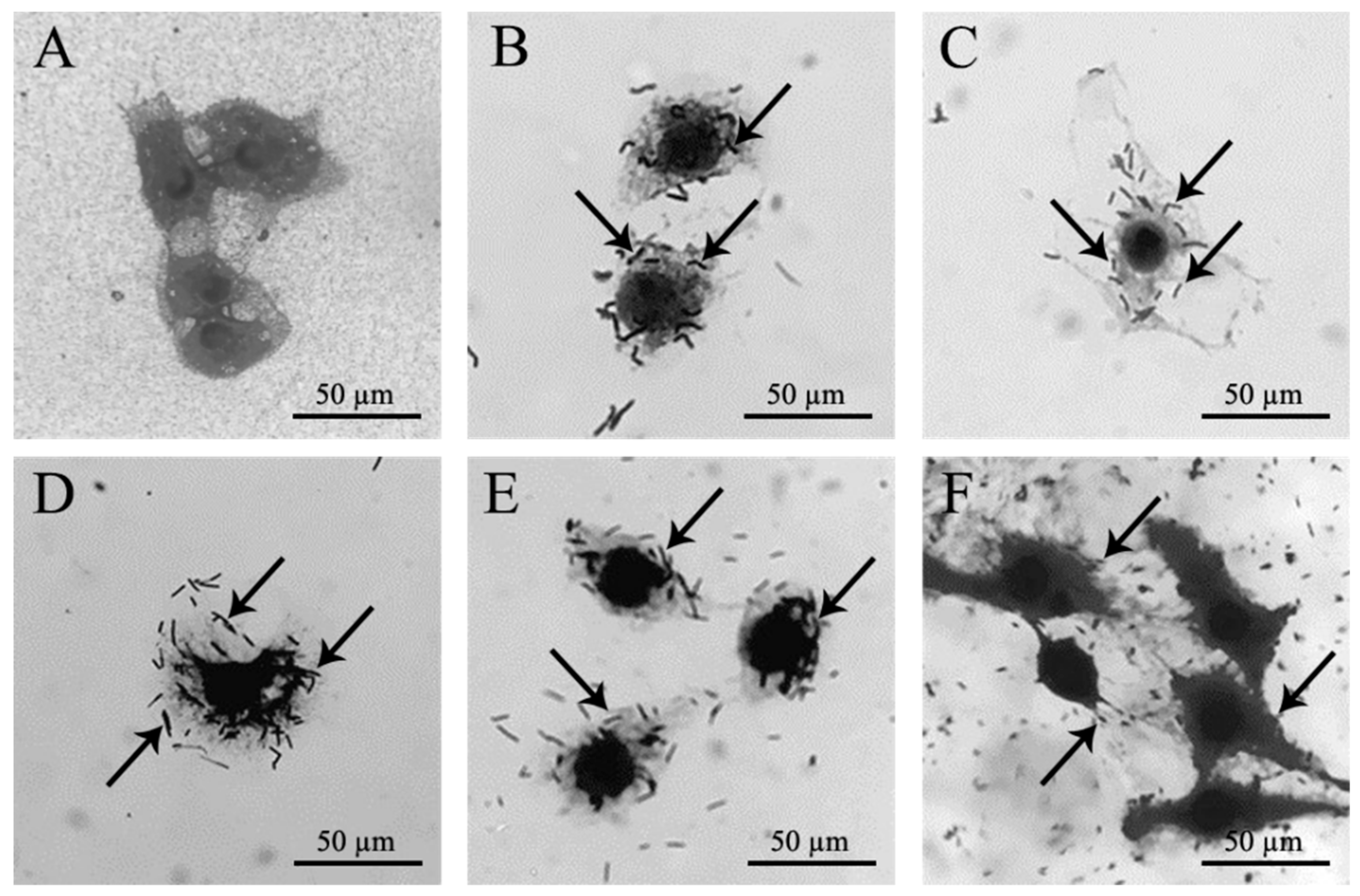 Microorganisms 08 01585 g006