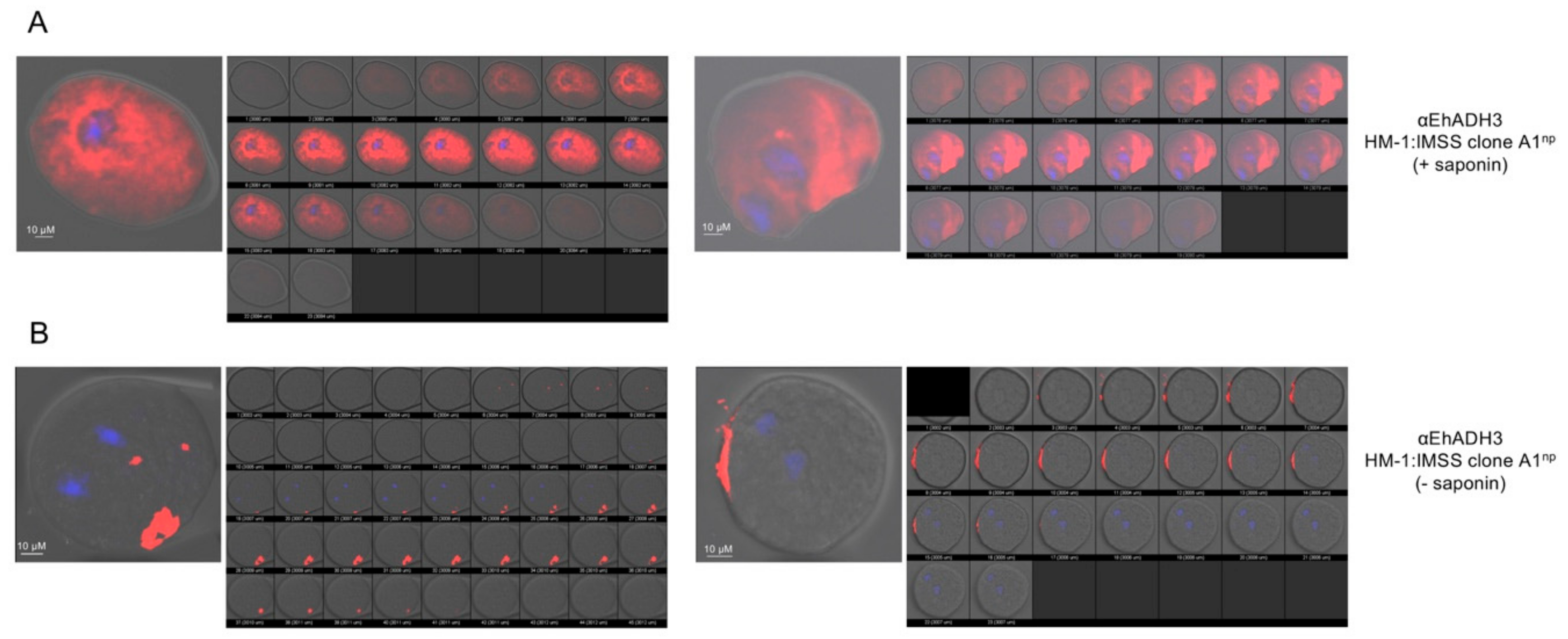 Microorganisms 08 01608 g007