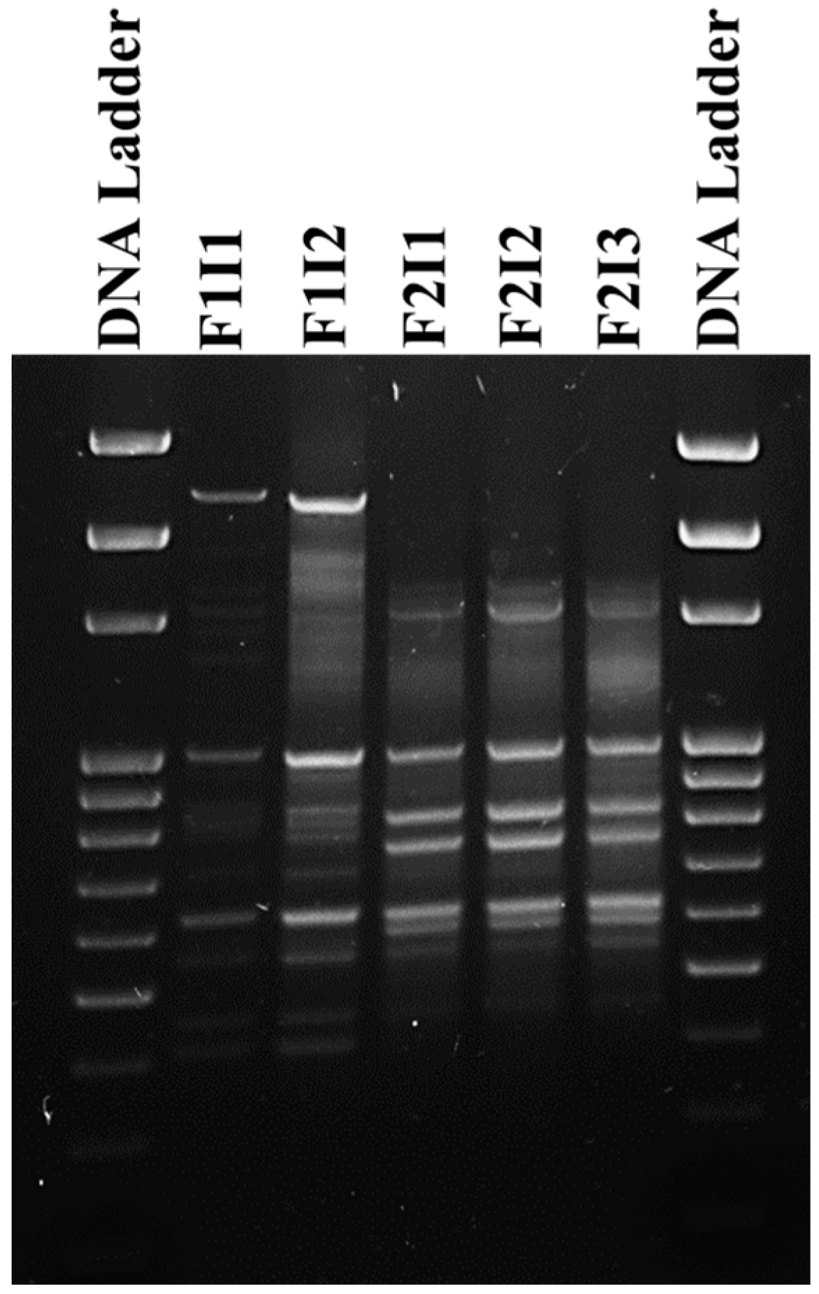 Microorganisms 08 01636 g001