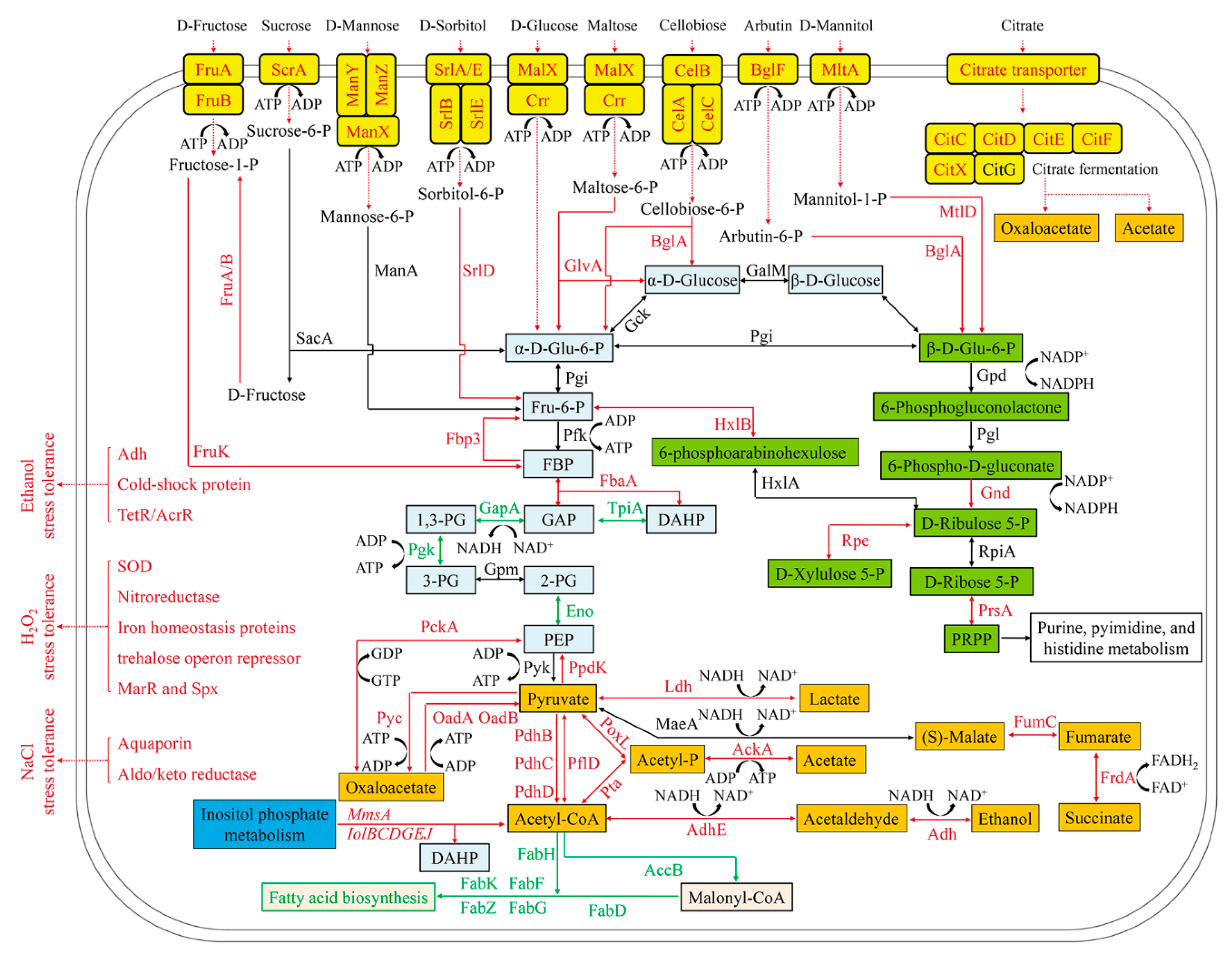 Microorganisms 08 01656 g004