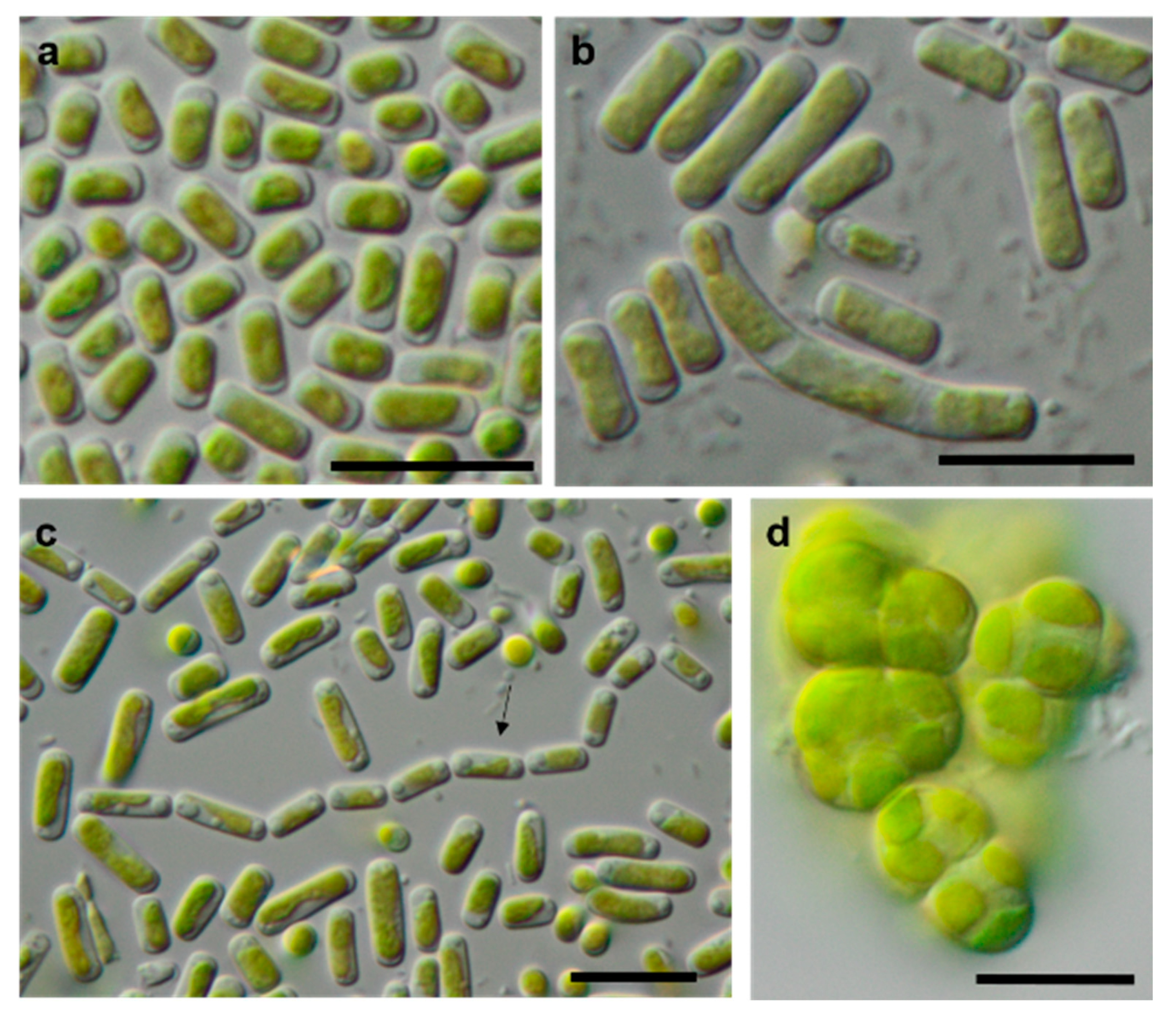 Microorganisms 08 01667 g012 Microorganisms 08 01667 g012