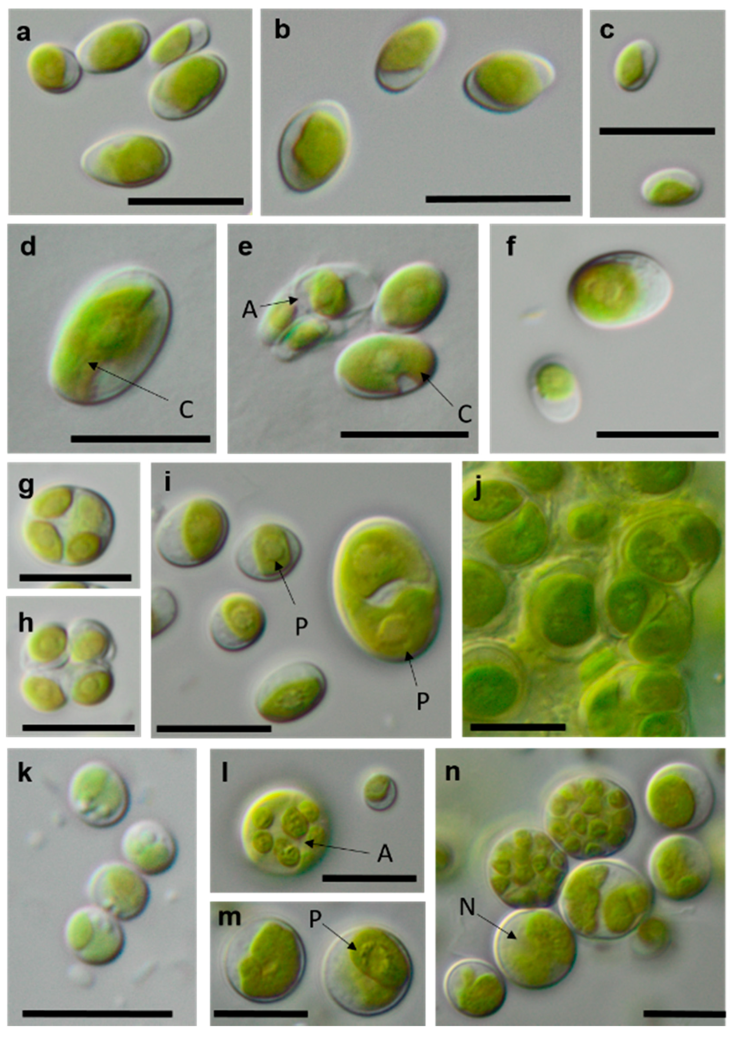 Microorganisms 08 01667 g013 Microorganisms 08 01667 g013