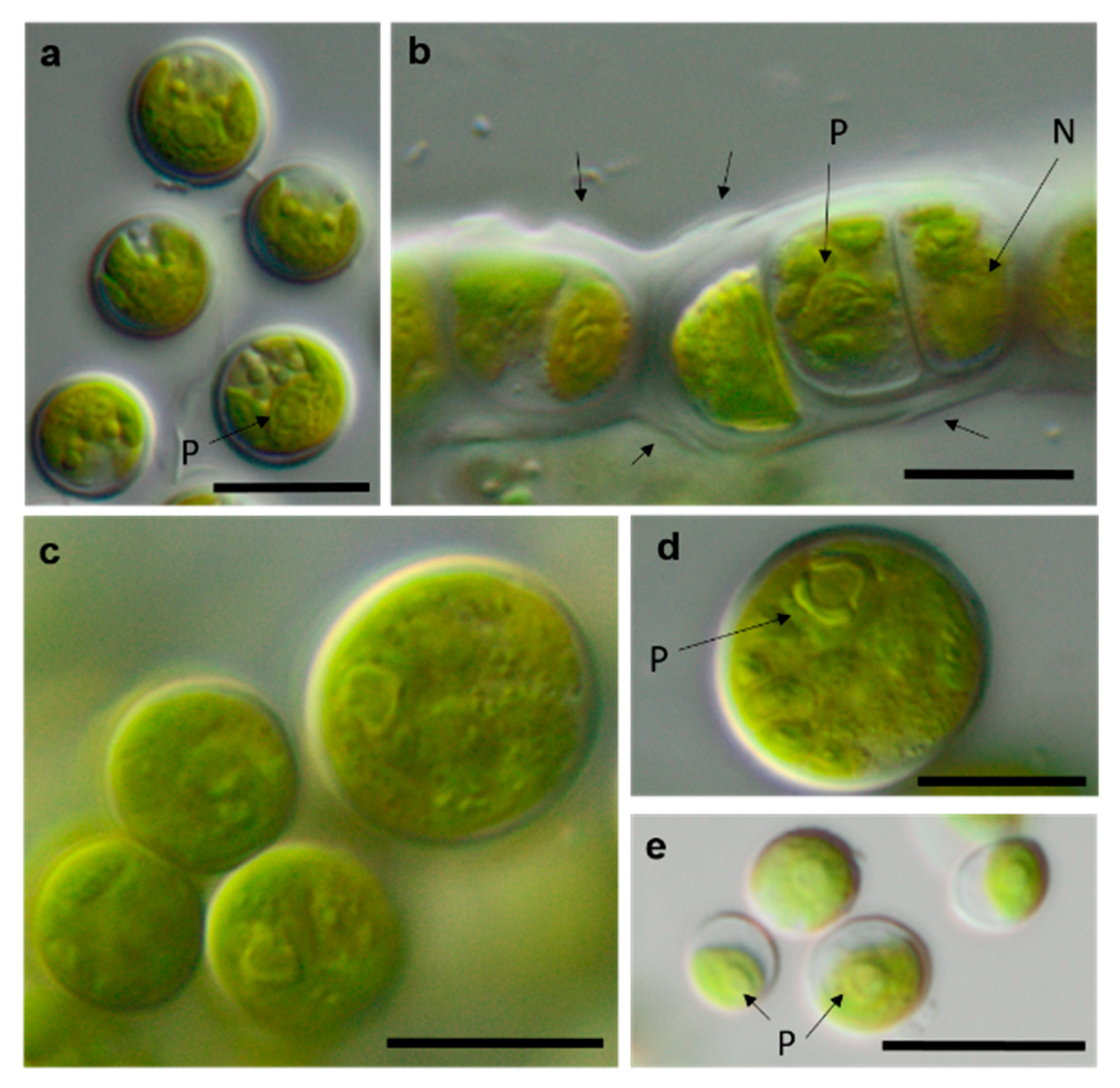 Microorganisms 08 01667 g014 Microorganisms 08 01667 g014