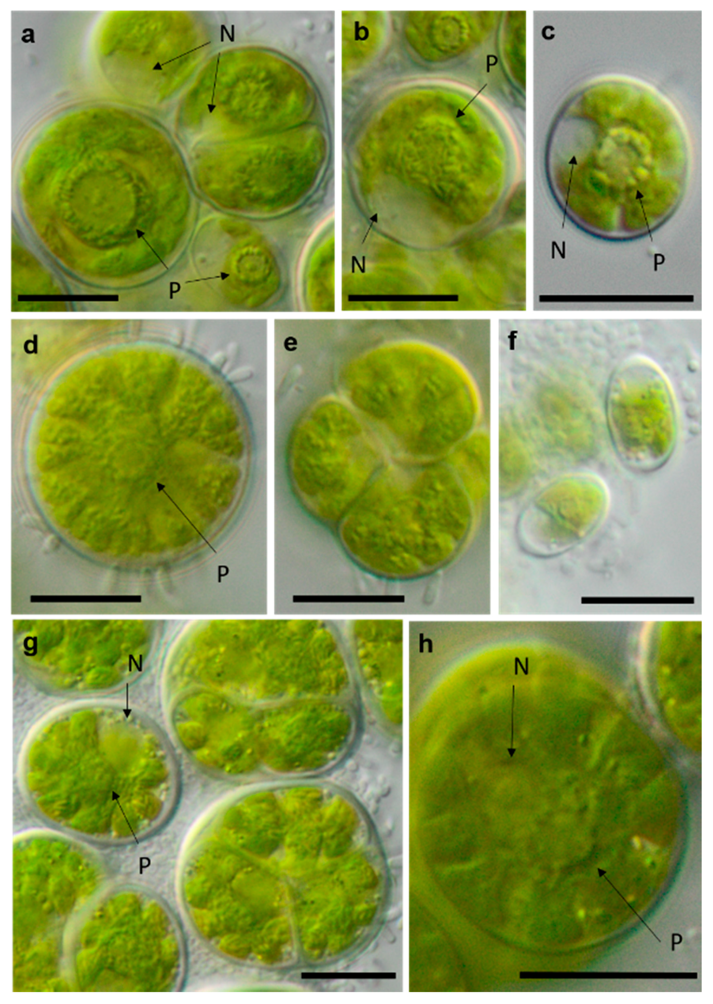 Microorganisms 08 01667 g015 Microorganisms 08 01667 g015