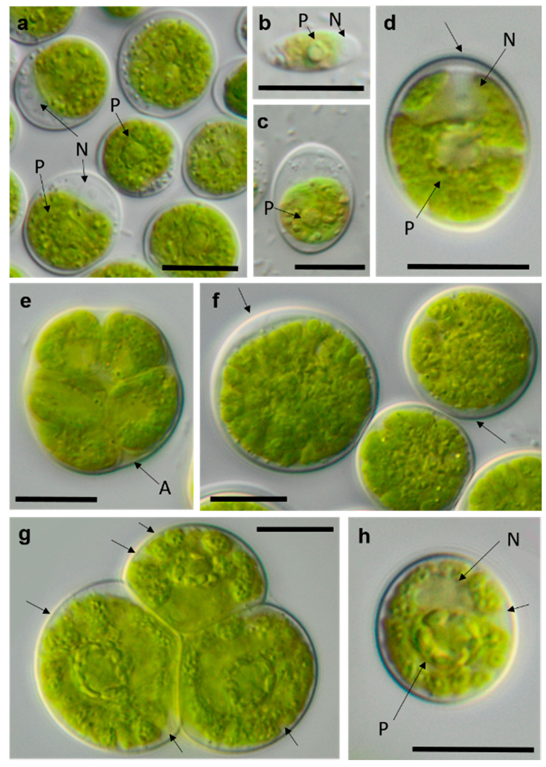 Microorganisms 08 01667 g016 Microorganisms 08 01667 g016