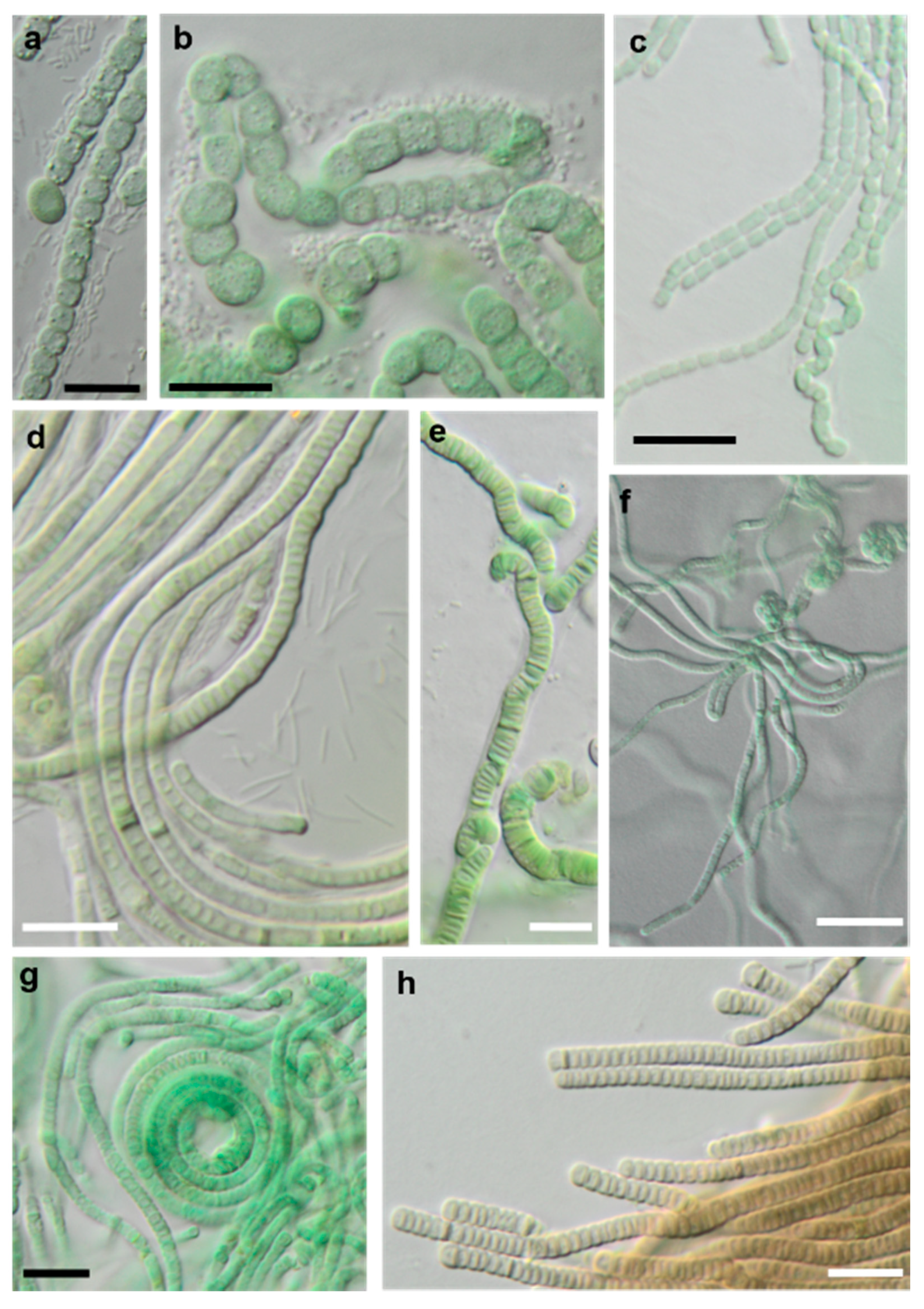 Microorganisms 08 01667 g018 Microorganisms 08 01667 g018