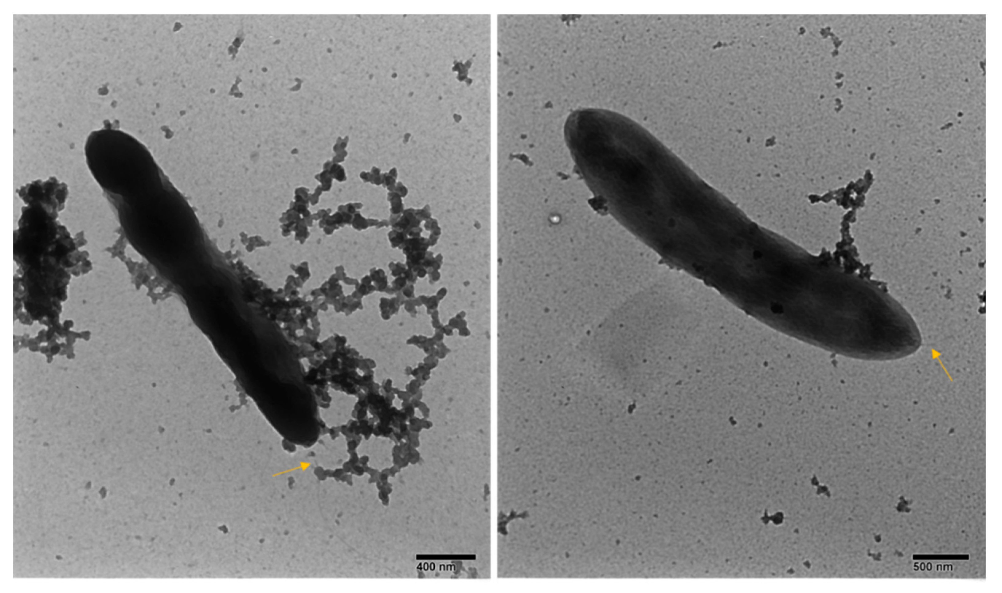Microorganisms 08 01696 g002 Microorganisms 08 01696 g002