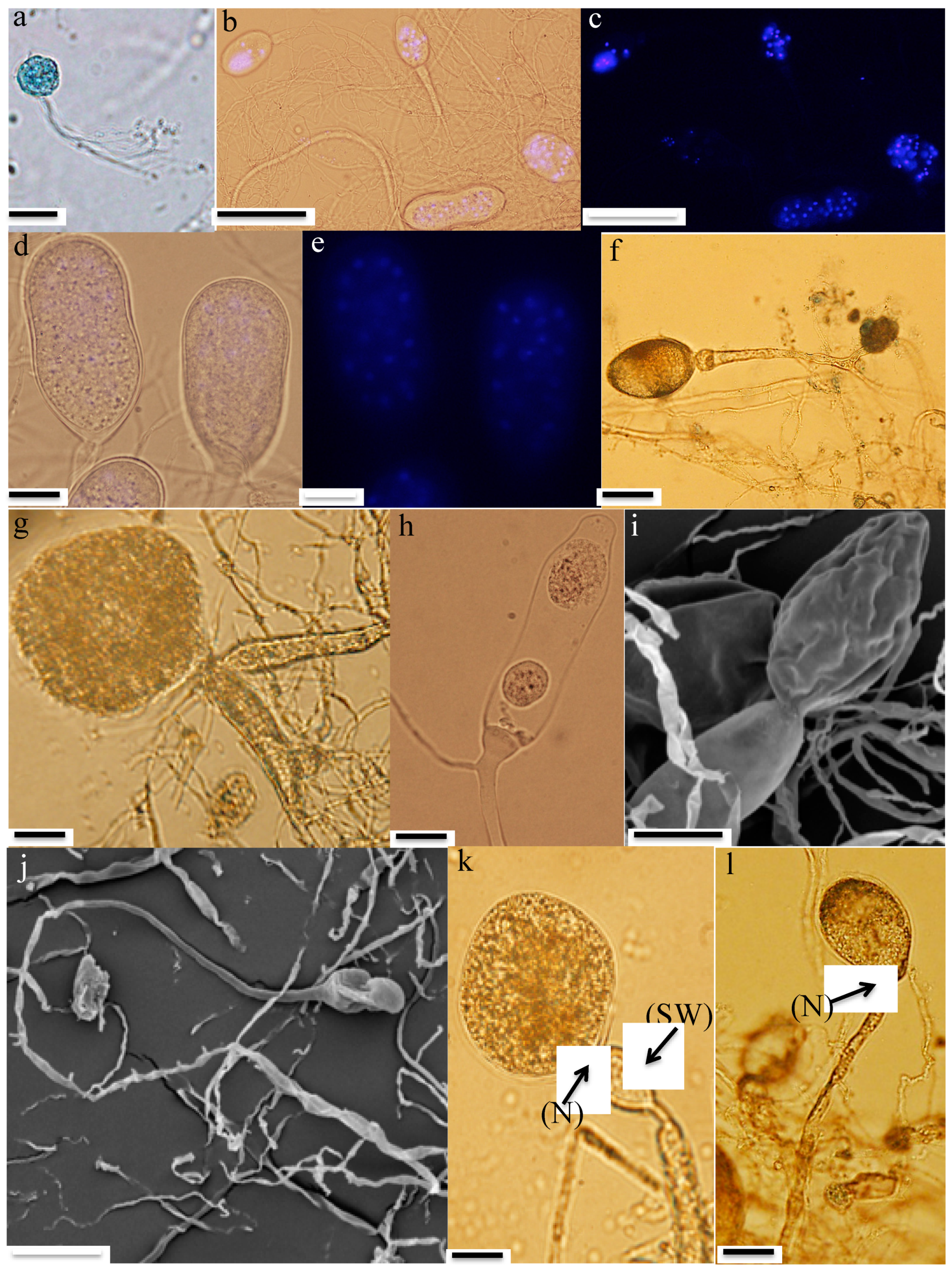 Microorganisms 08 01734 g002a