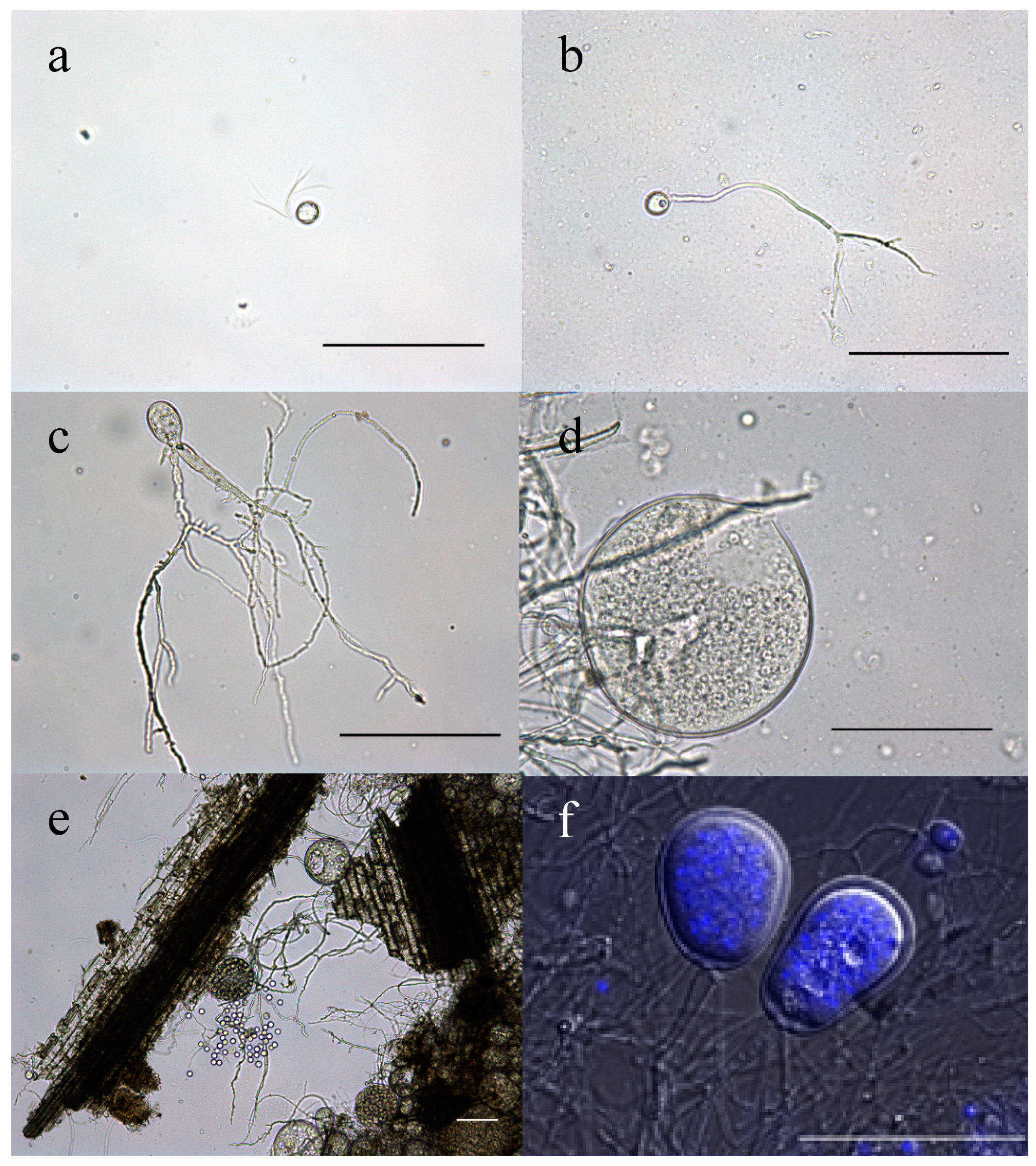 Microorganisms 08 01734 g003