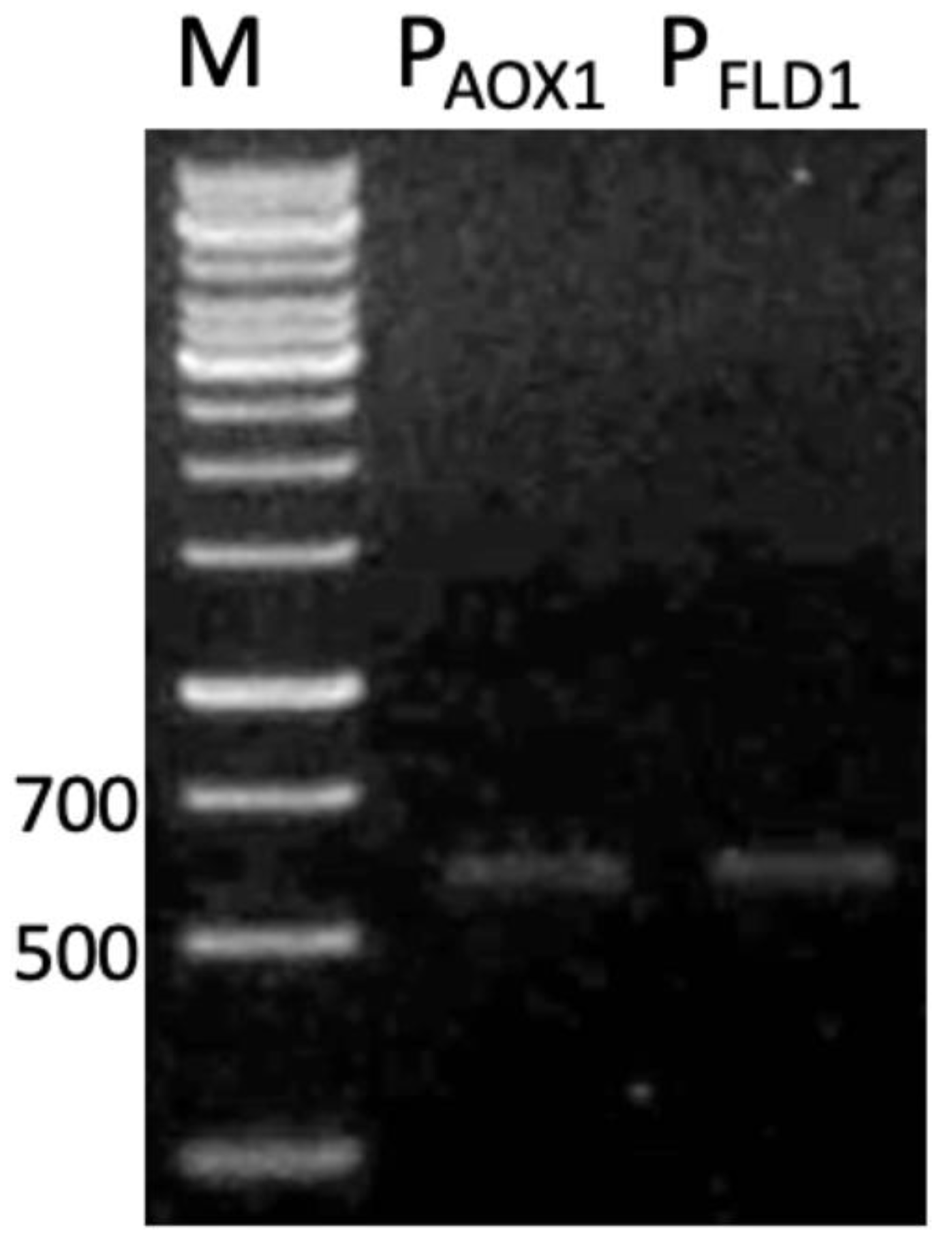 Microorganisms 08 01738 g002