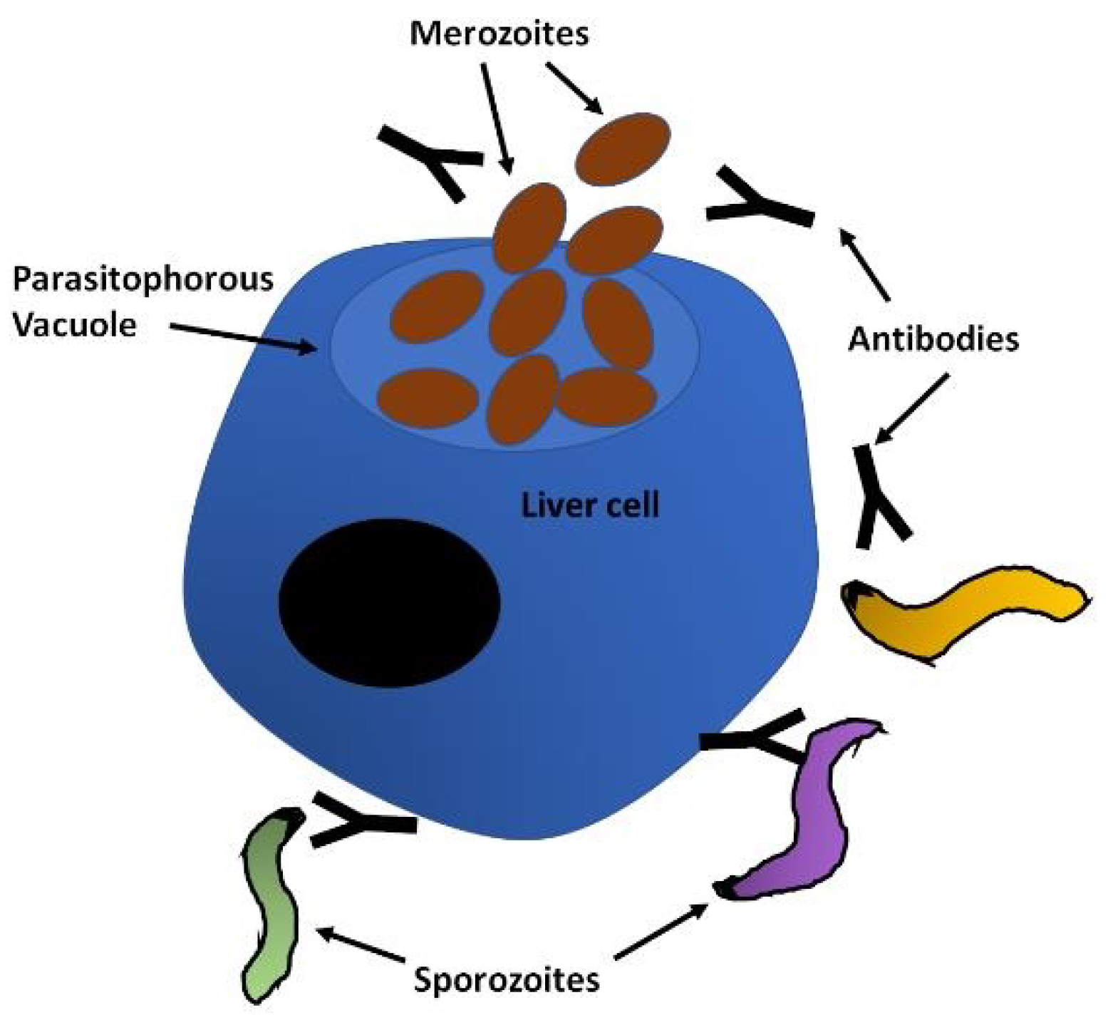 Microorganisms 08 01748 g002 Microorganisms 08 01748 g002