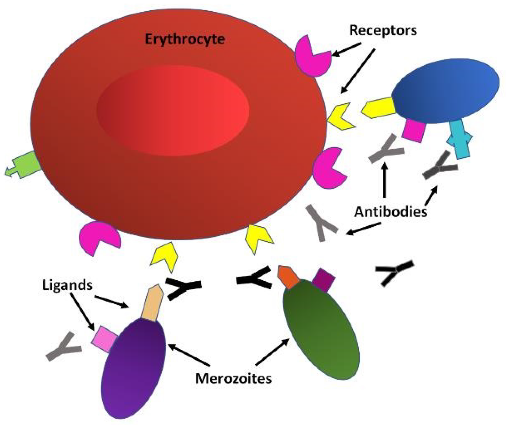 Microorganisms 08 01748 g003 Microorganisms 08 01748 g003