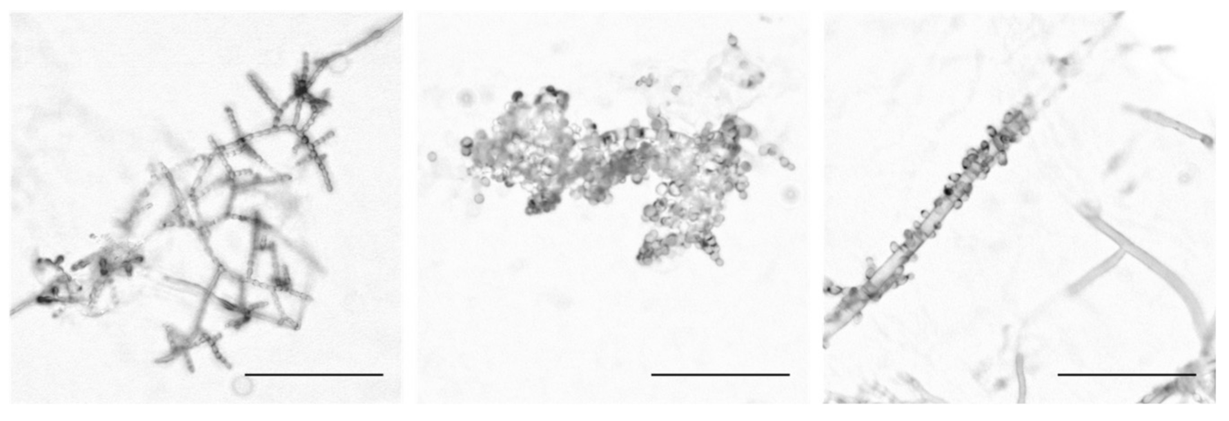 Microorganisms 08 01760 g001