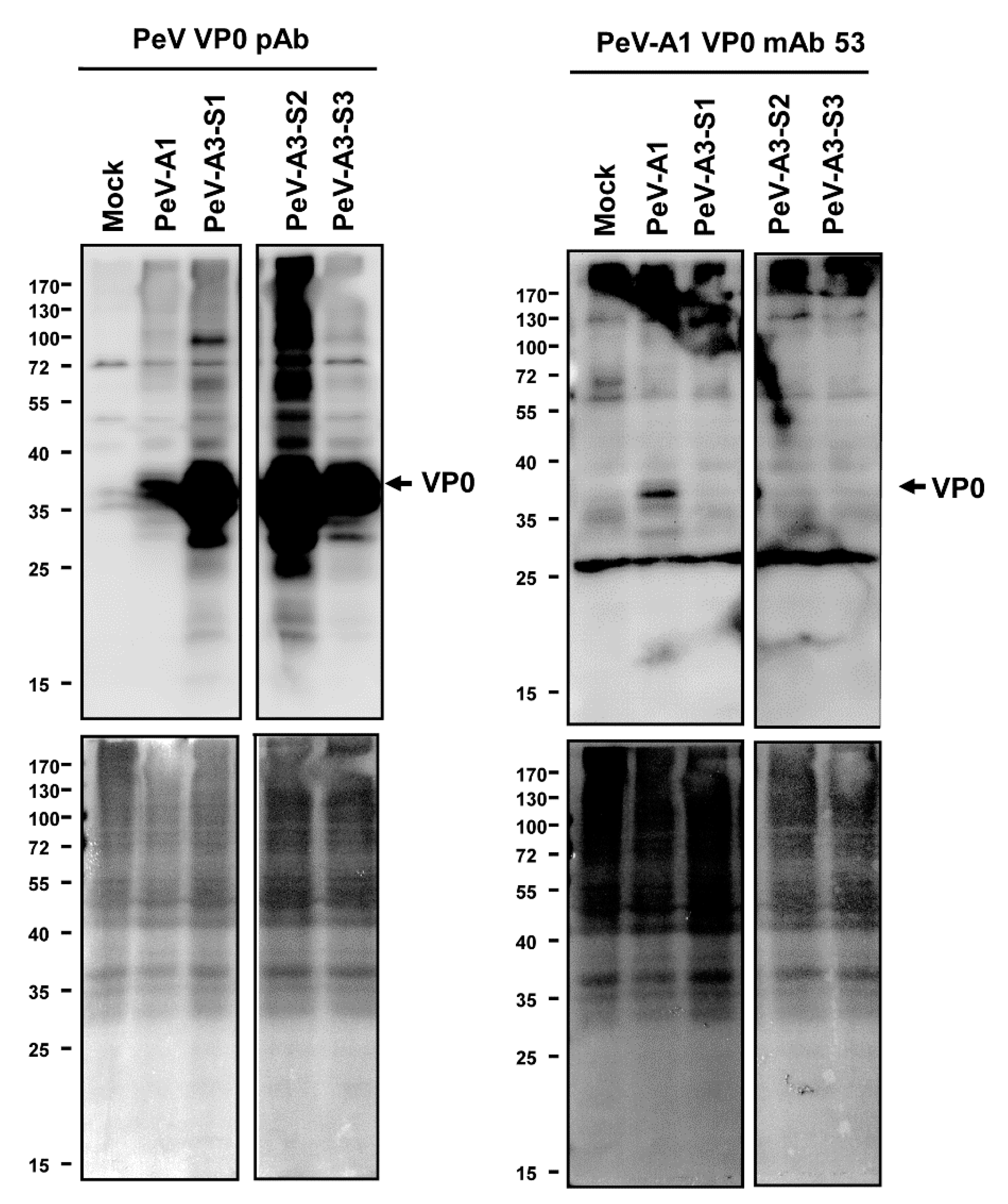 Microorganisms 08 01794 g005