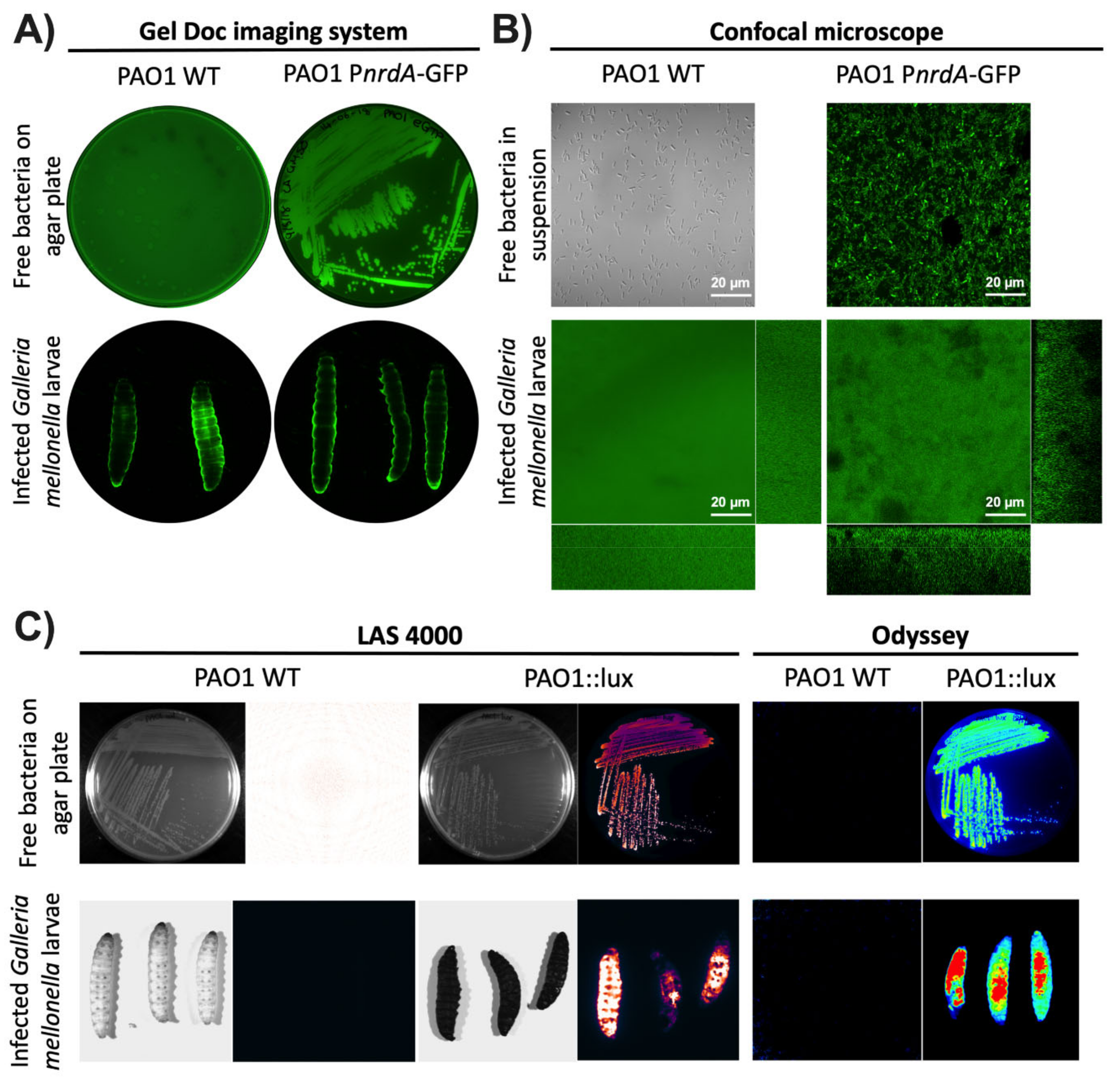 Microorganisms 08 01798 g001