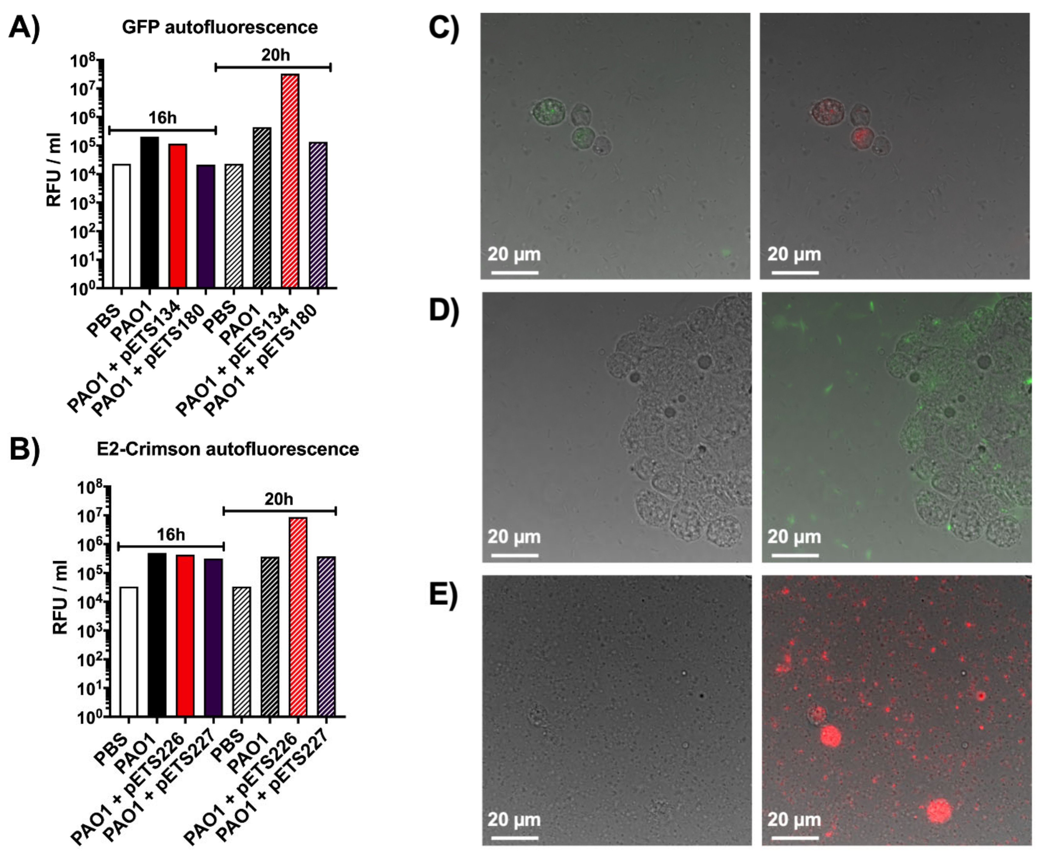 Microorganisms 08 01798 g002