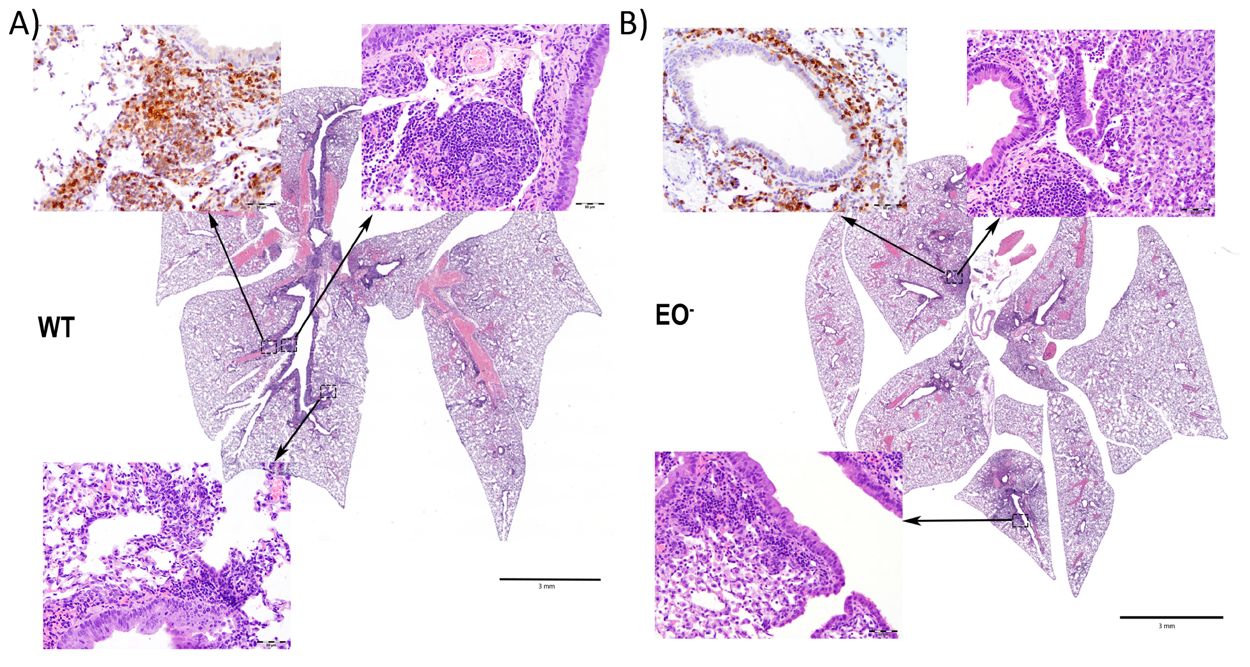 Microorganisms 08 01808 g006