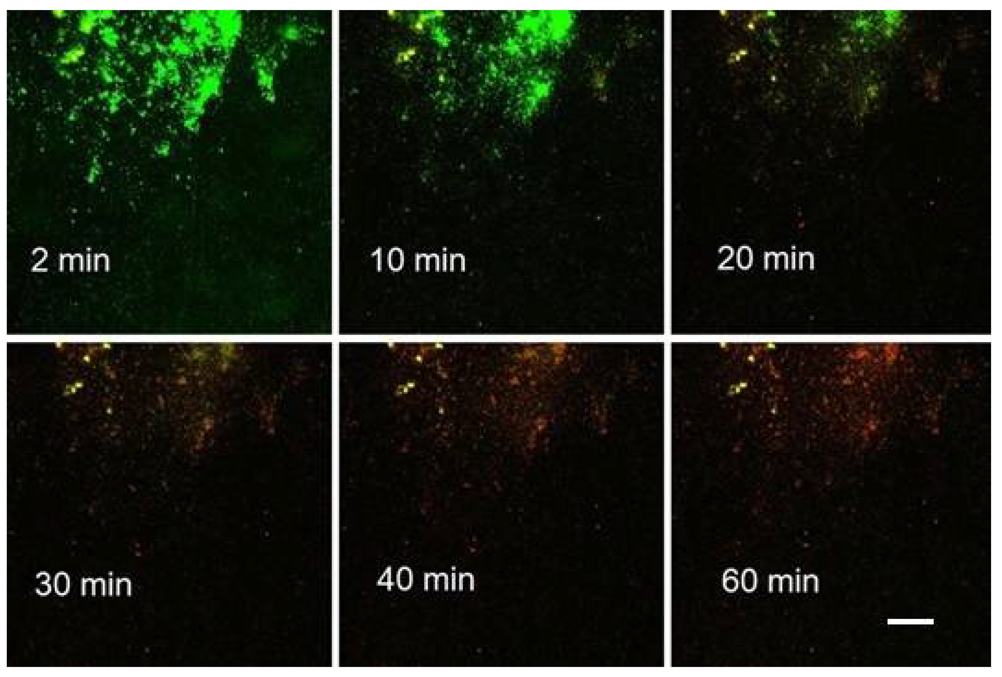 Microorganisms 08 01837 g006