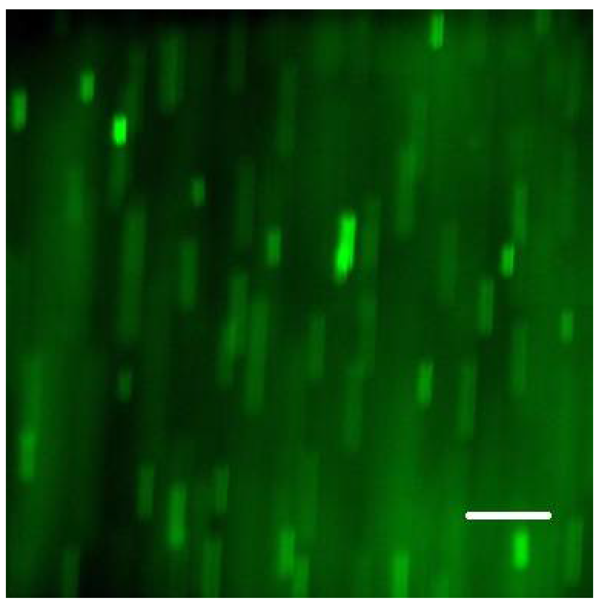 Microorganisms 08 01837 g009