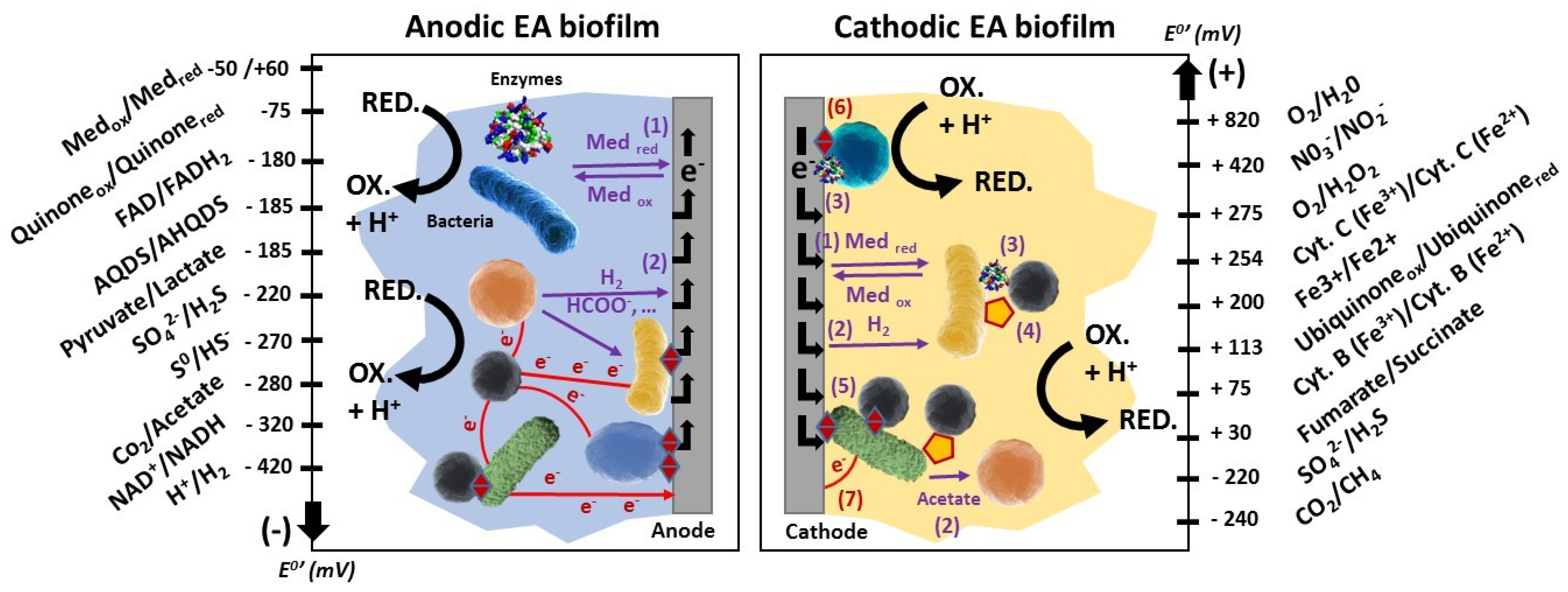 Microorganisms 08 01841 g001