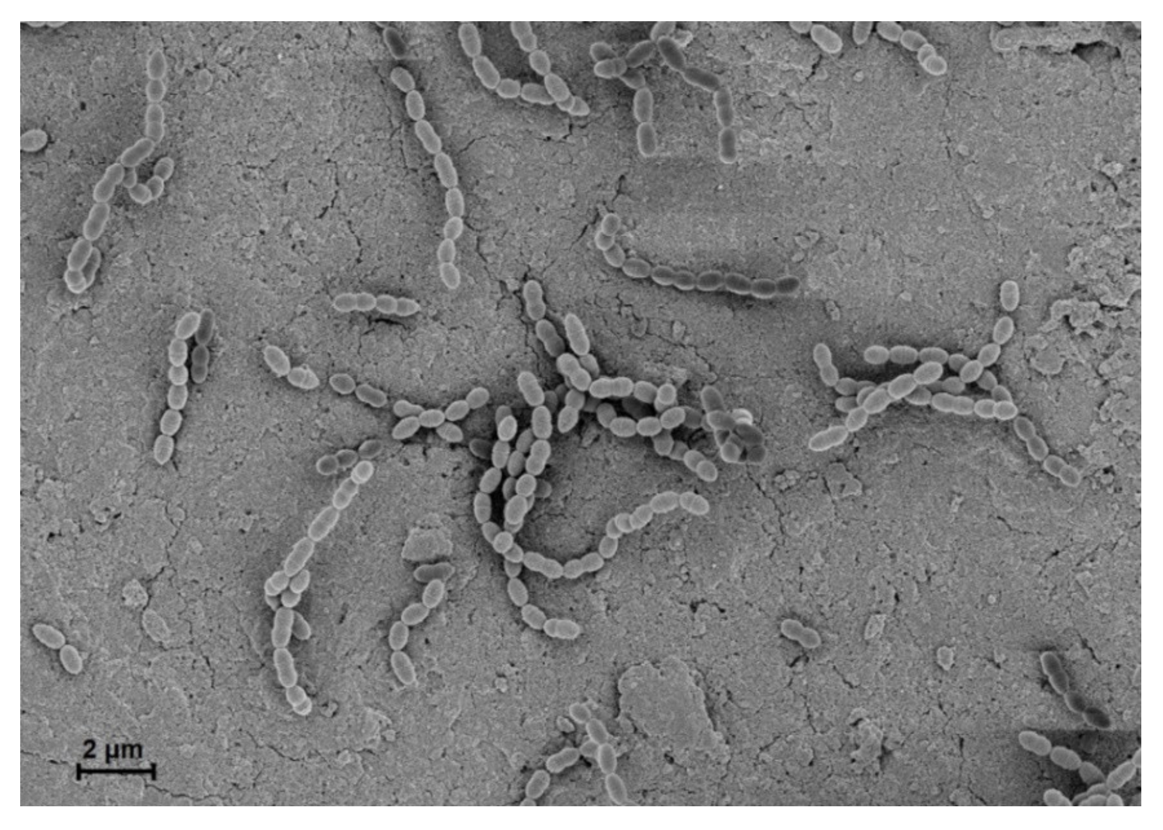 Microorganisms 08 01852 g001 Microorganisms 08 01852 g001