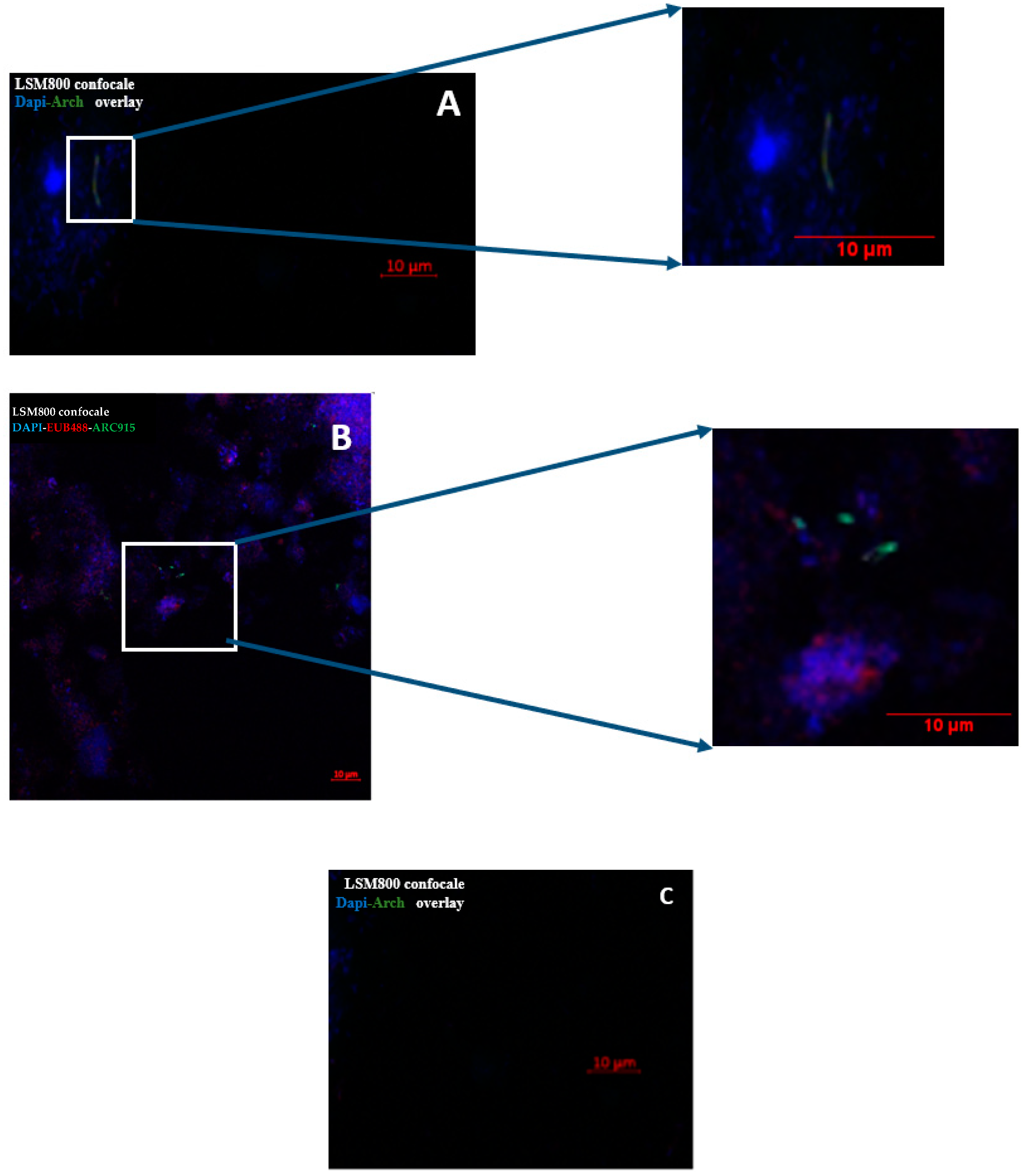 Microorganisms 08 01866 g003