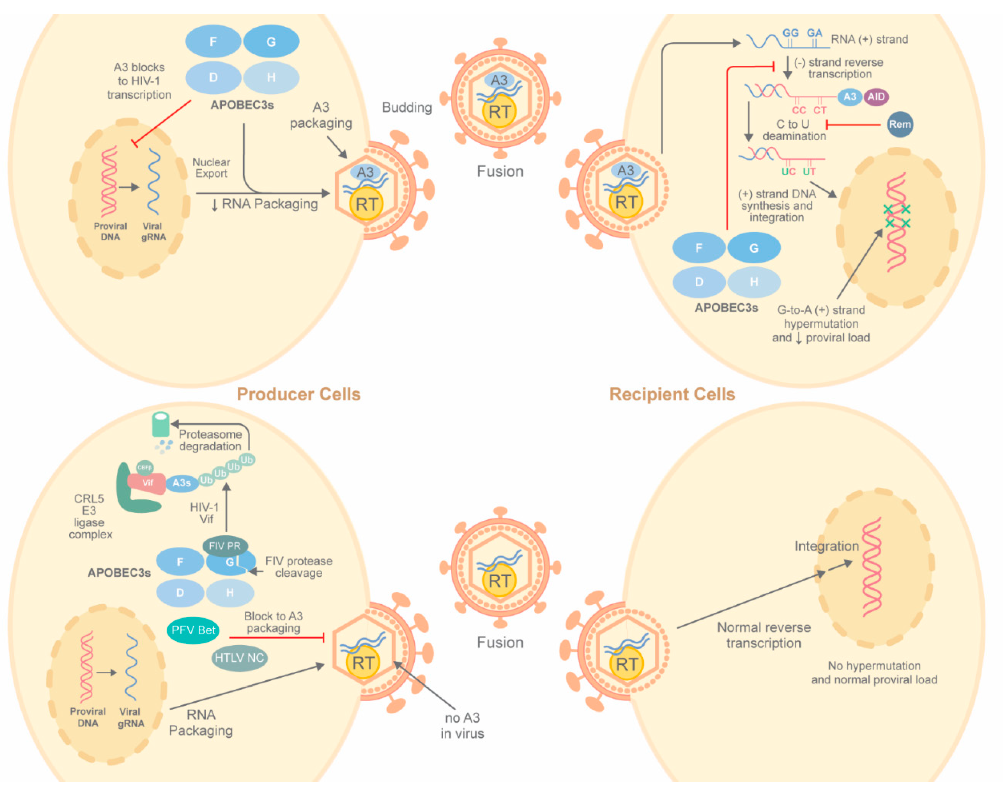 Microorganisms 08 01899 g002