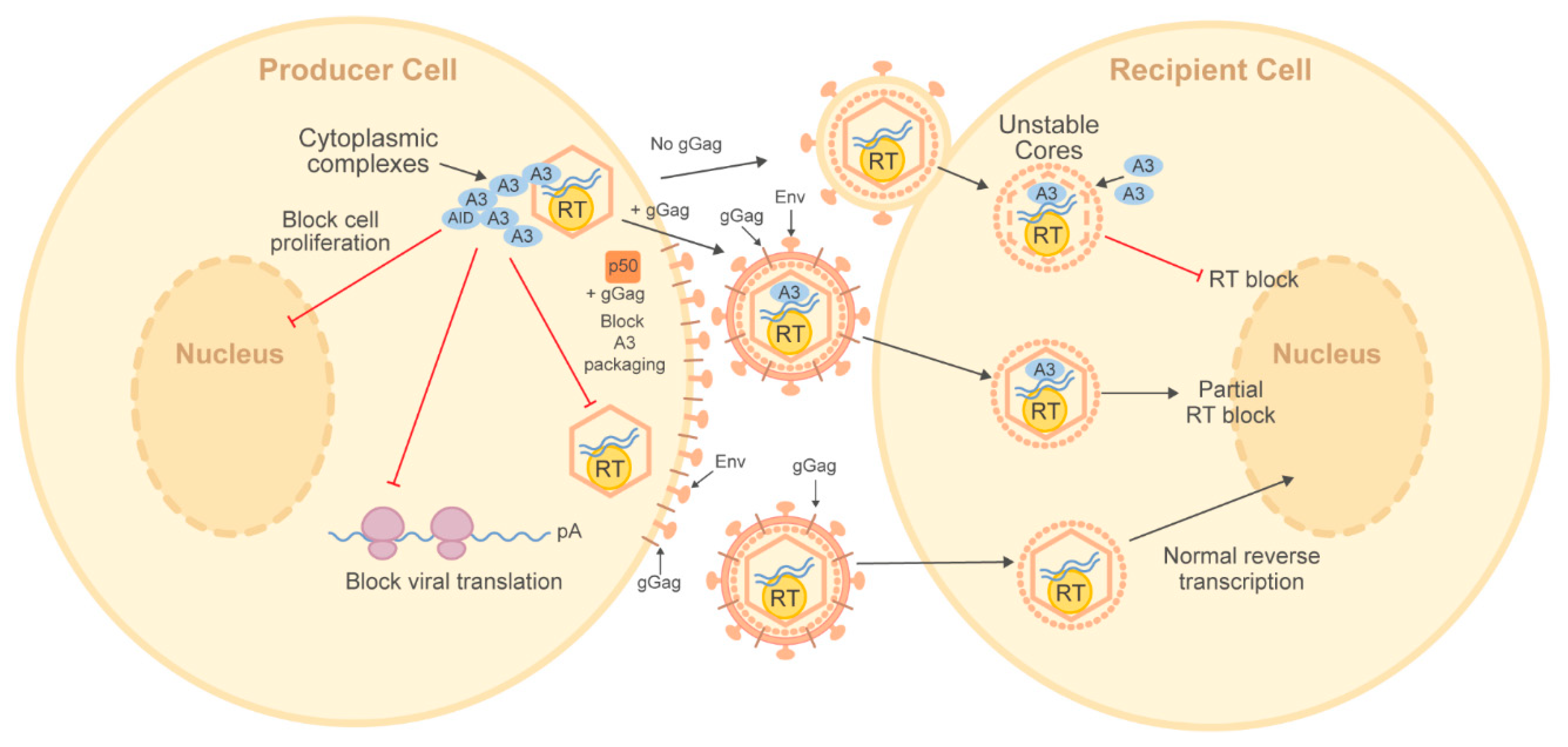 Microorganisms 08 01899 g003