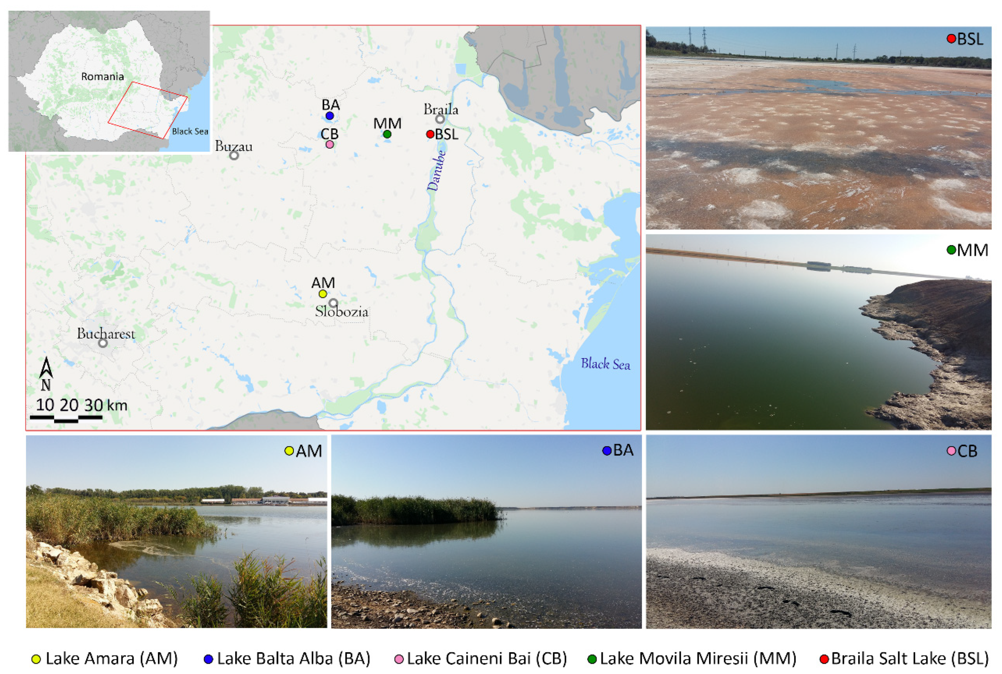 Microorganisms 08 01903 g001