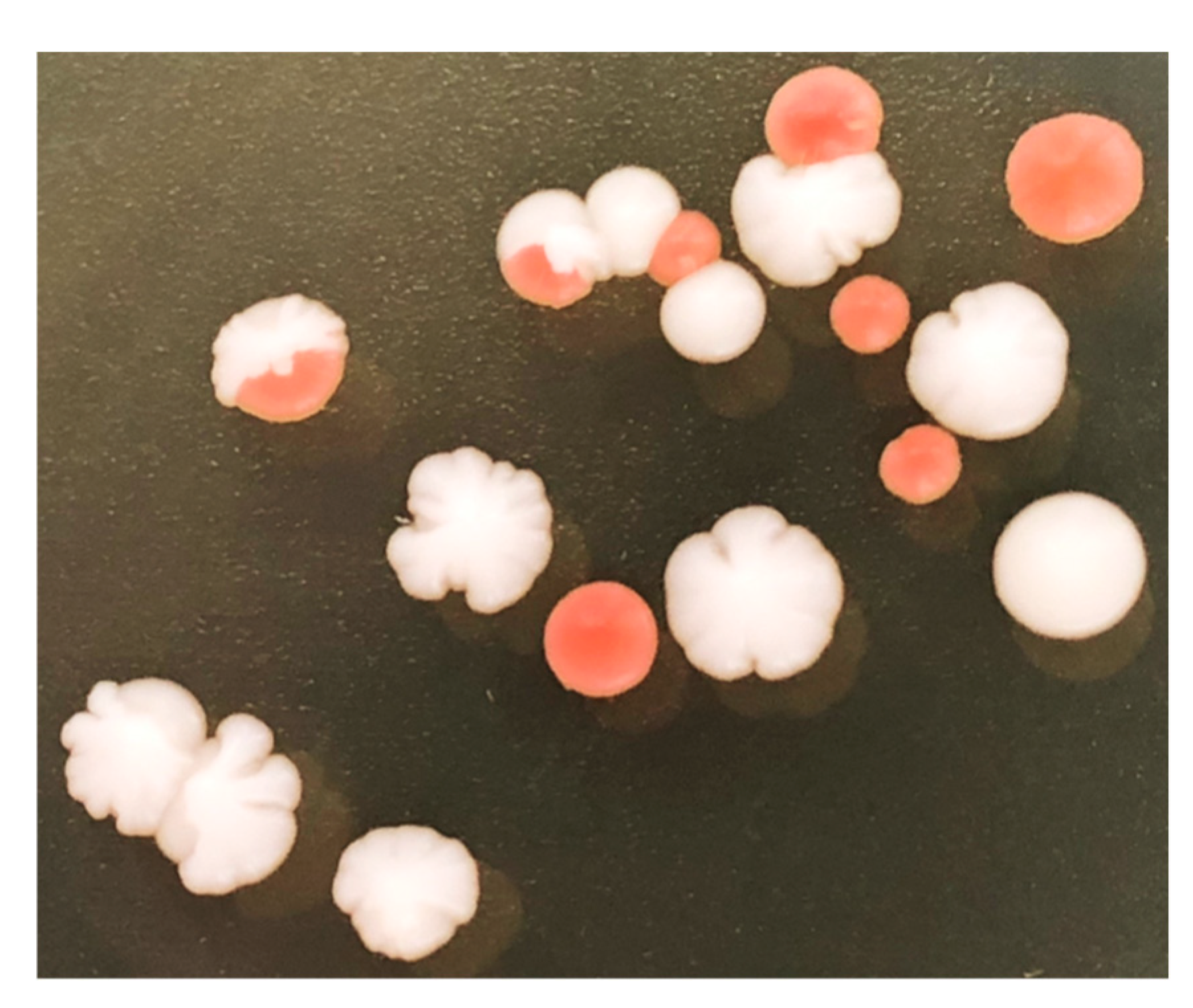 Microorganisms 08 01914 g0a1