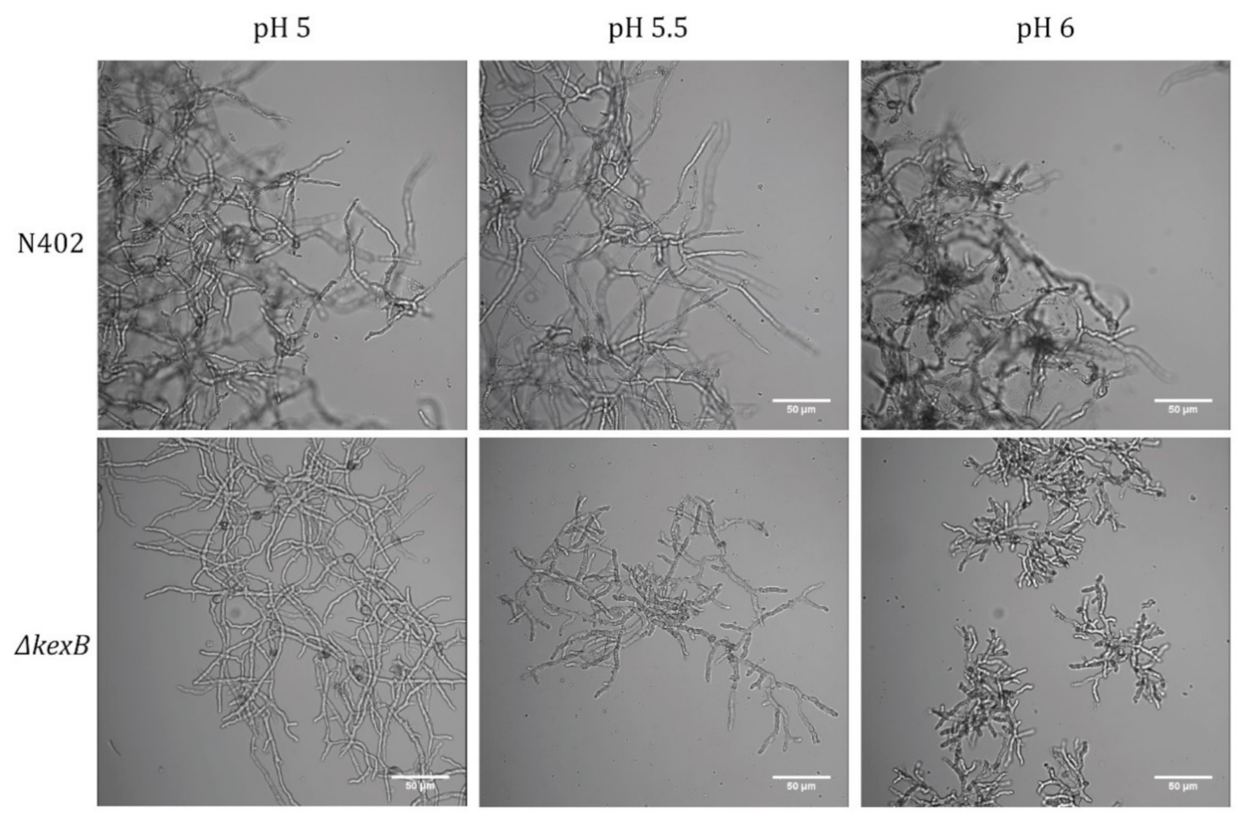Microorganisms 08 01918 g001