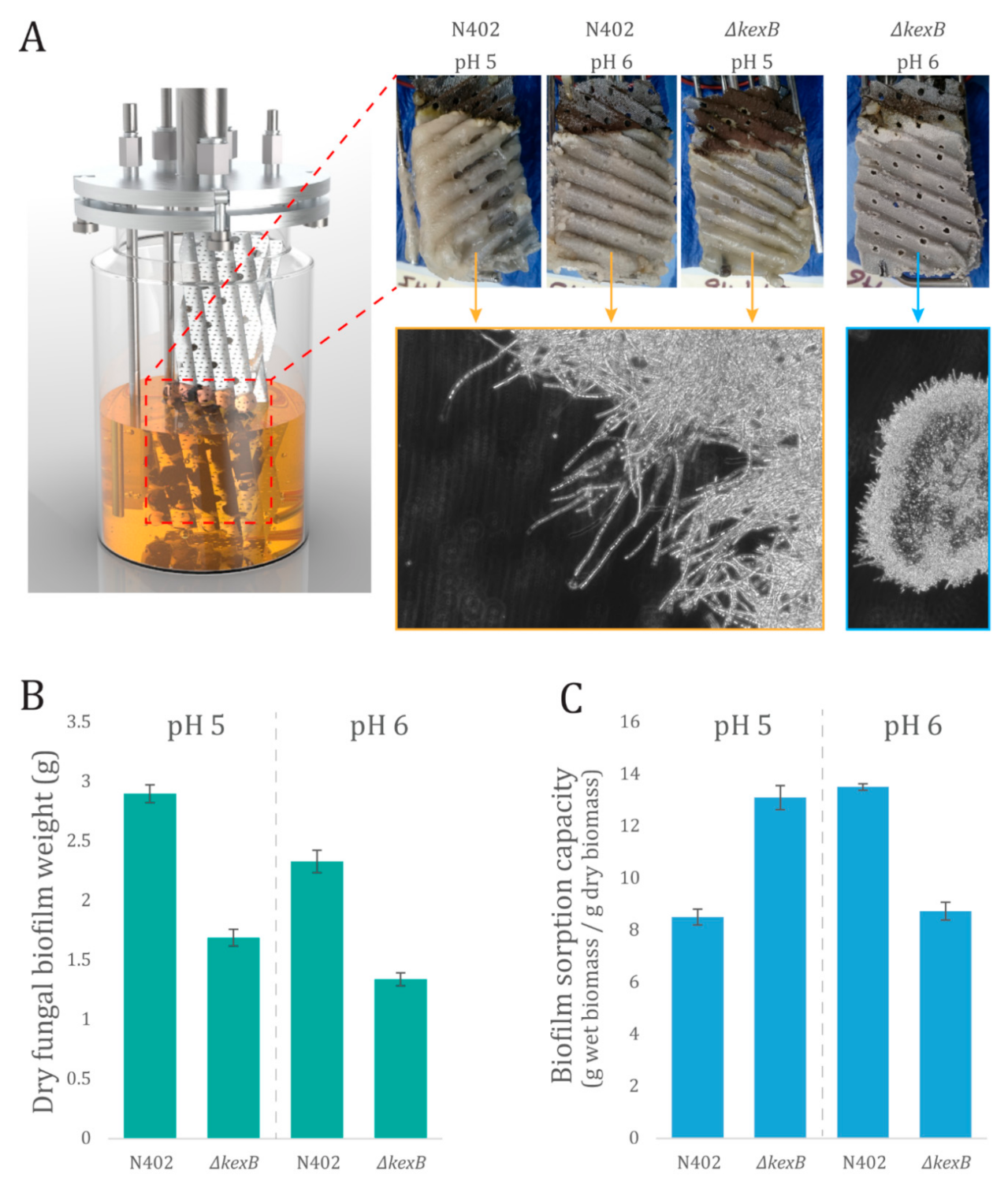 Microorganisms 08 01918 g002