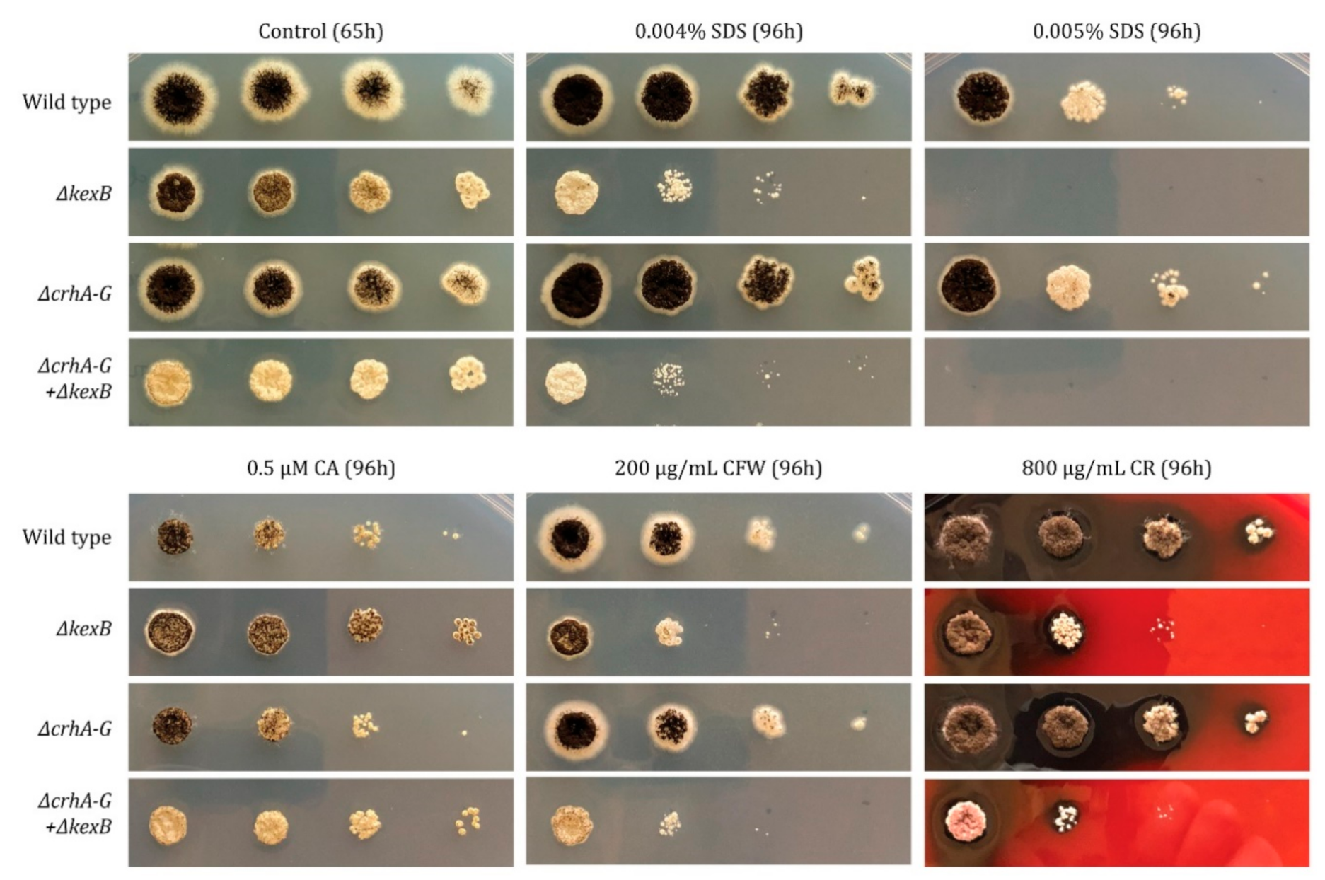 Microorganisms 08 01918 g004