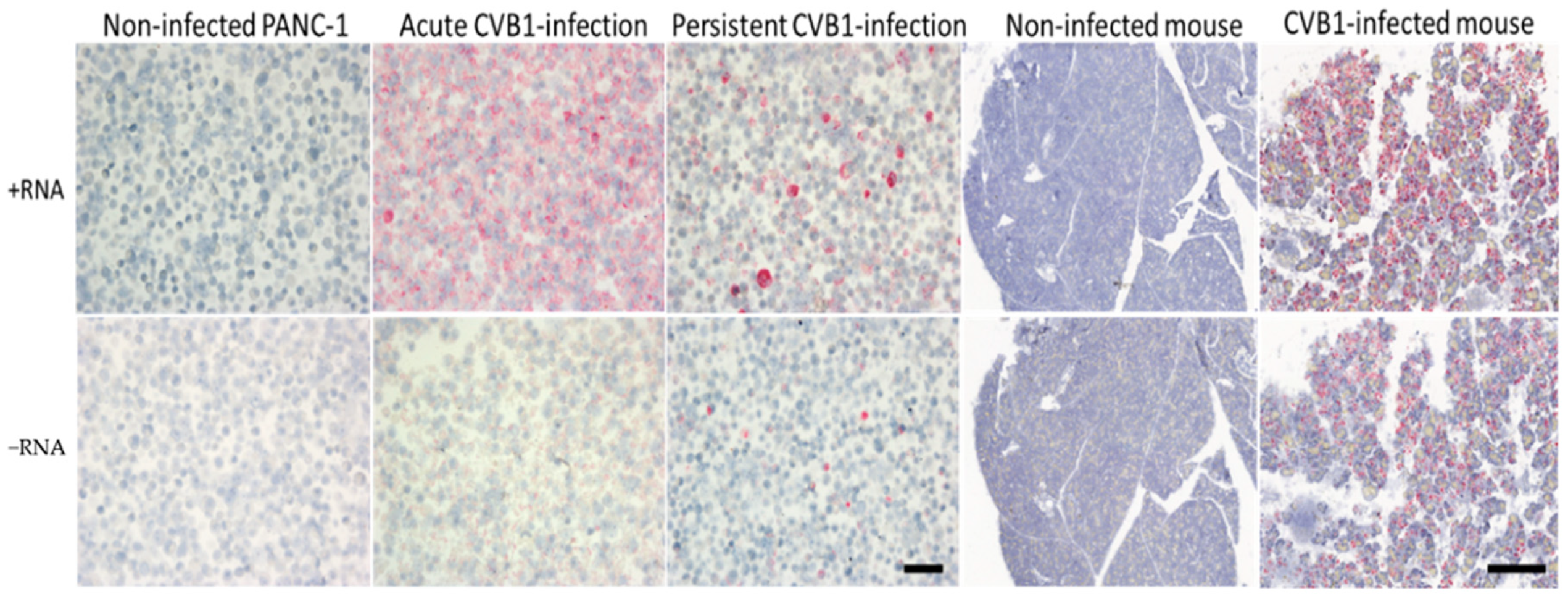 Microorganisms 08 01928 g010