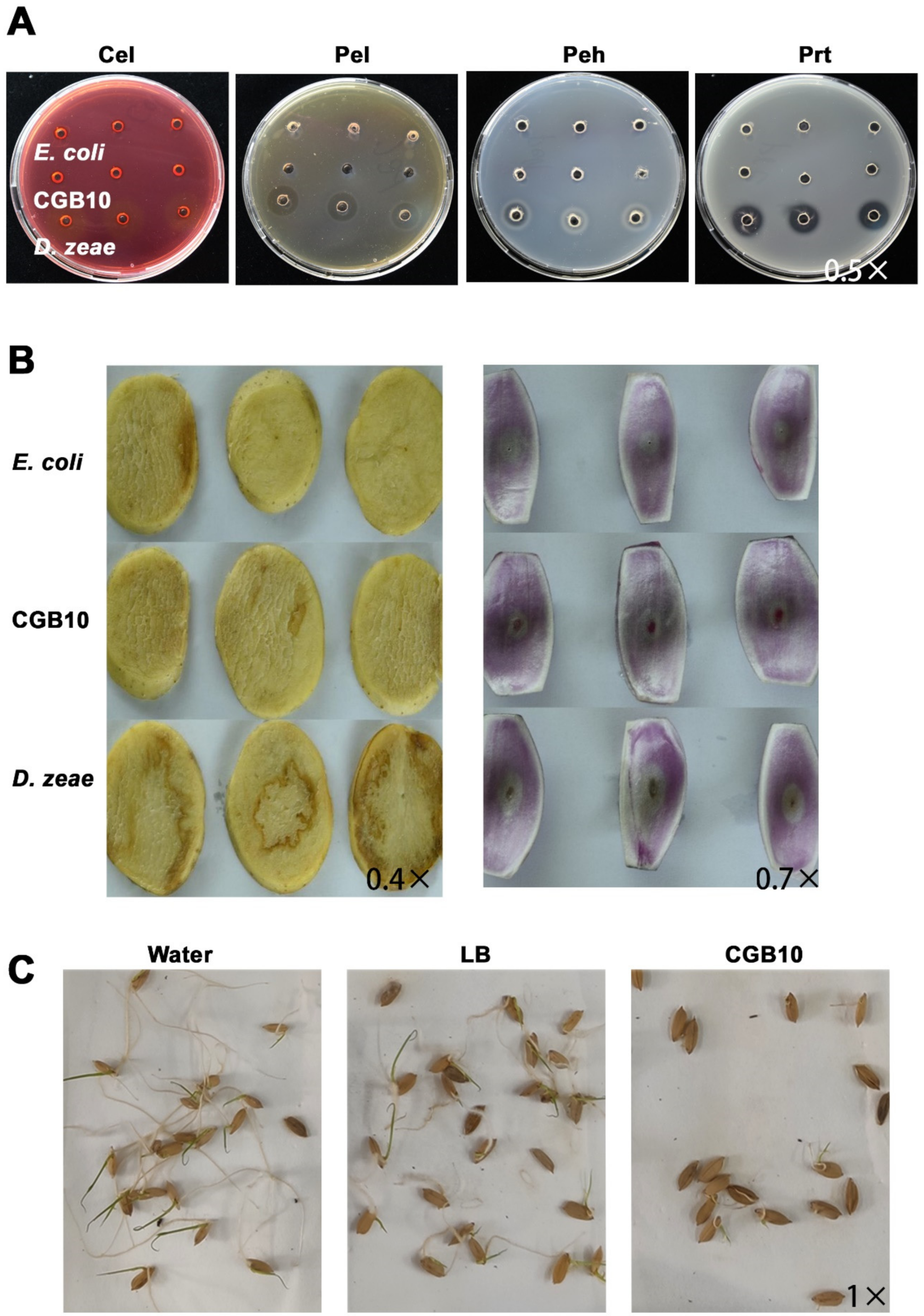 Microorganisms 08 01943 g005 Microorganisms 08 01943 g005