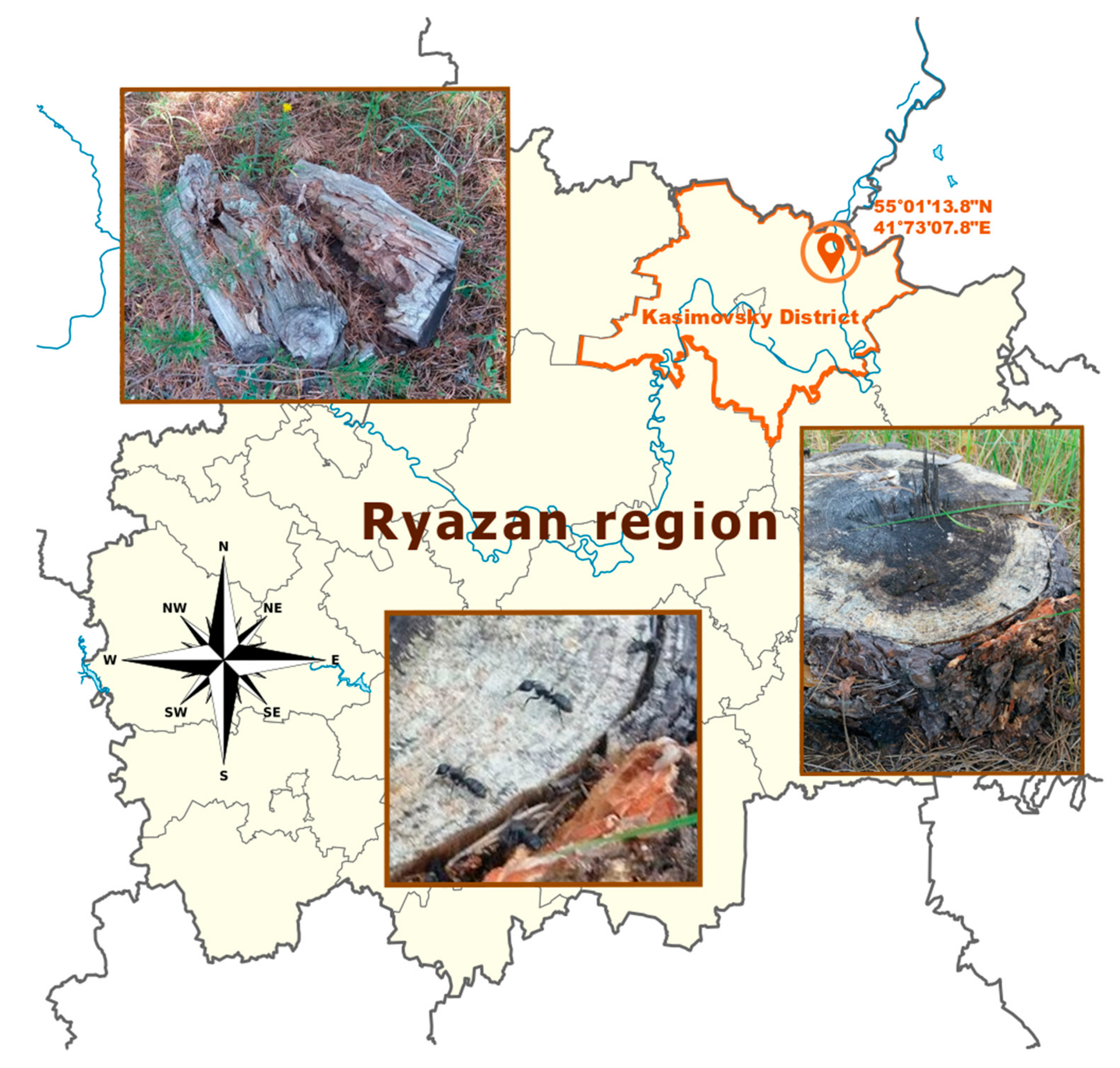 Microorganisms 08 01948 g002