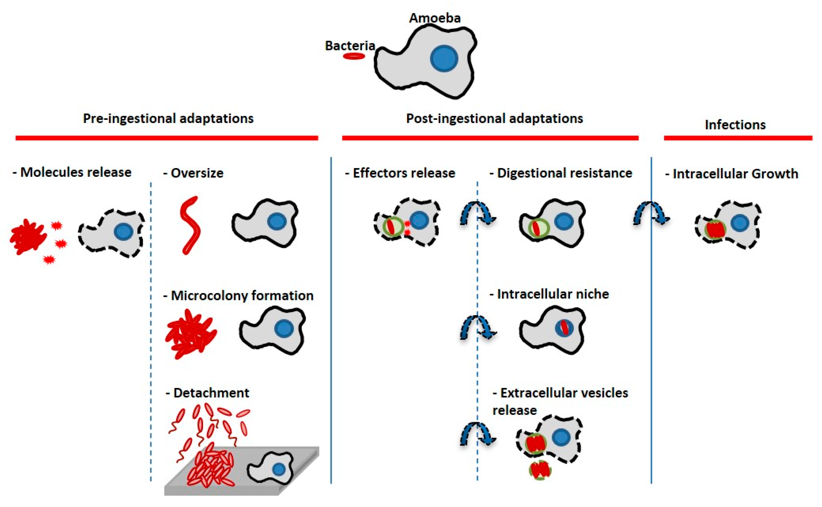 Microorganisms 08 01982 g008 Microorganisms 08 01982 g008
