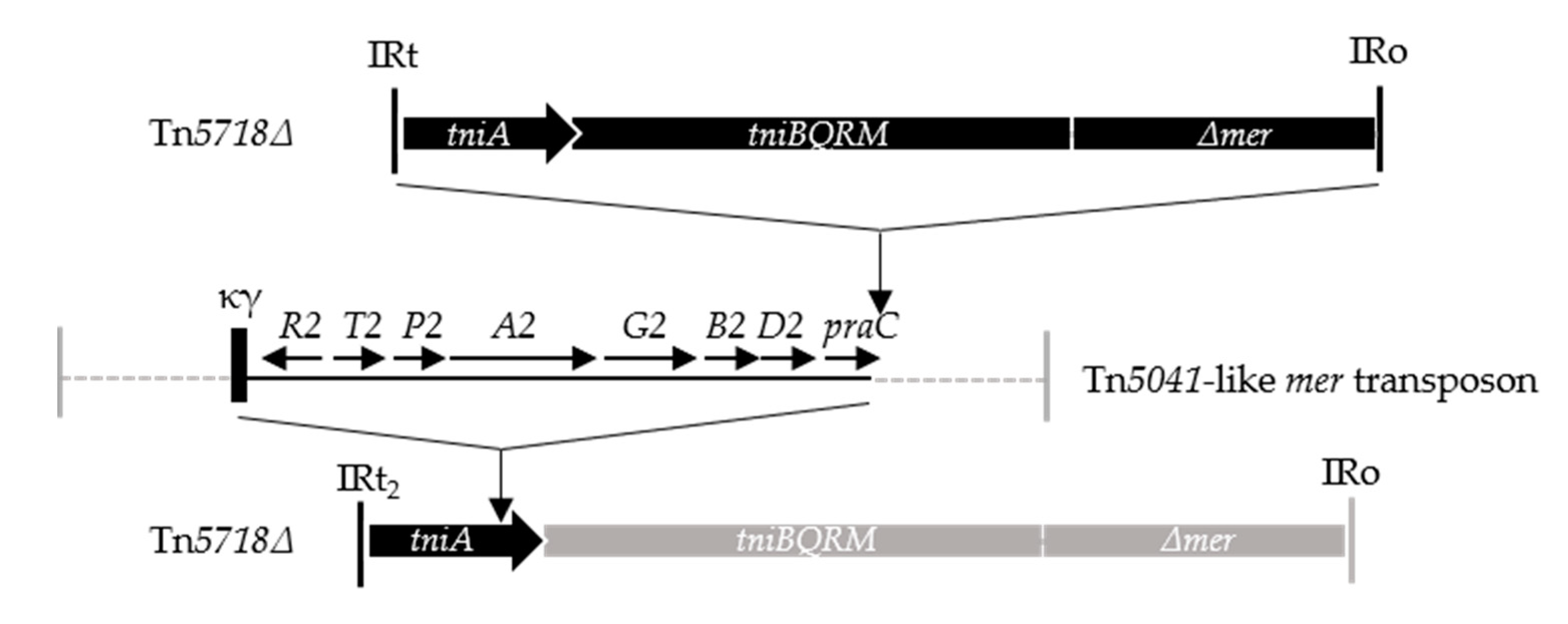 Microorganisms 08 01997 g002