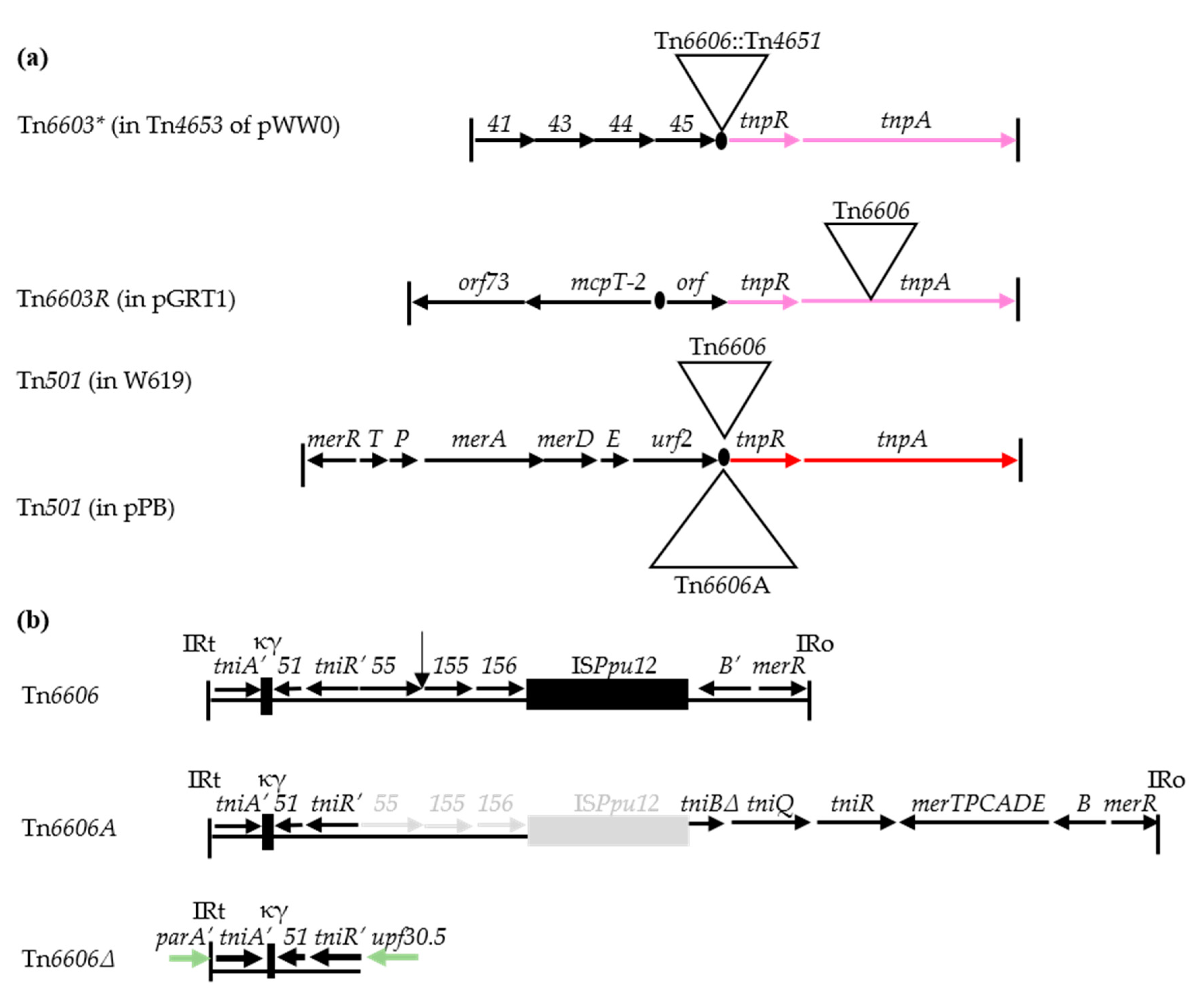Microorganisms 08 01997 g005