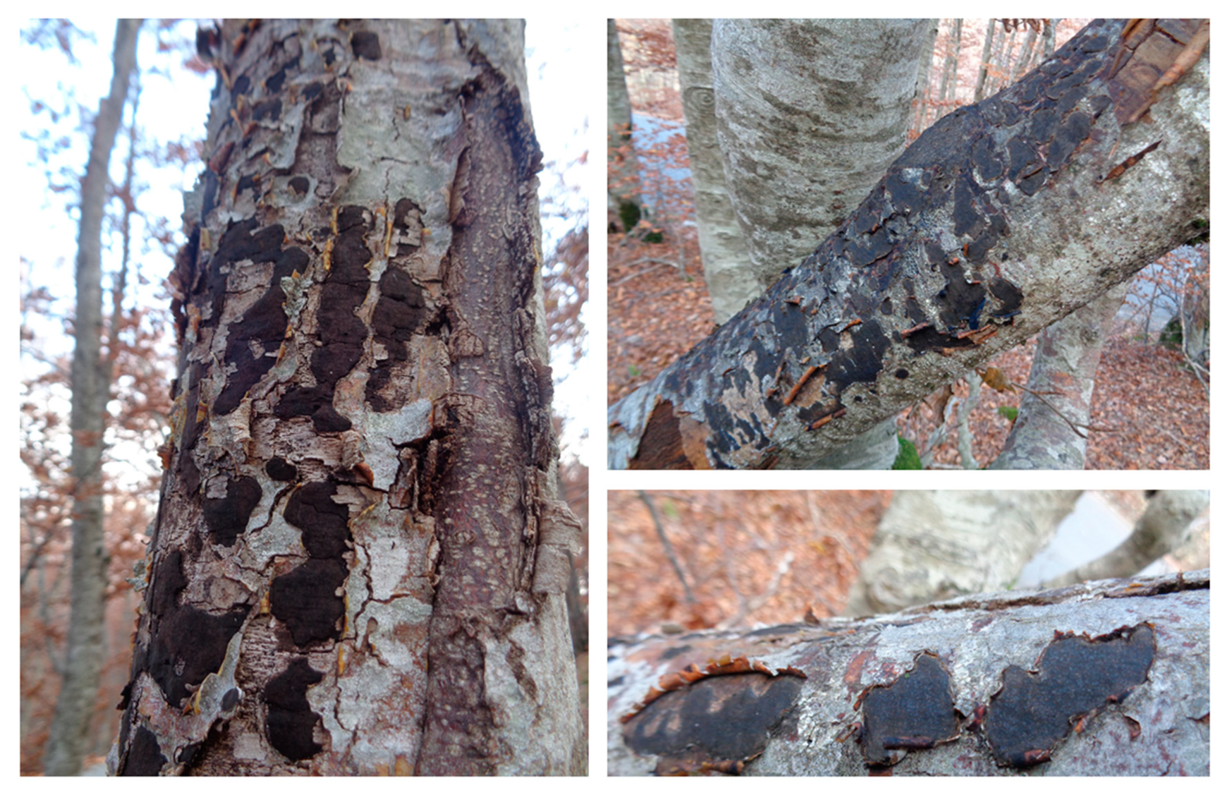 Microorganisms 08 01999 g002 Microorganisms 08 01999 g002